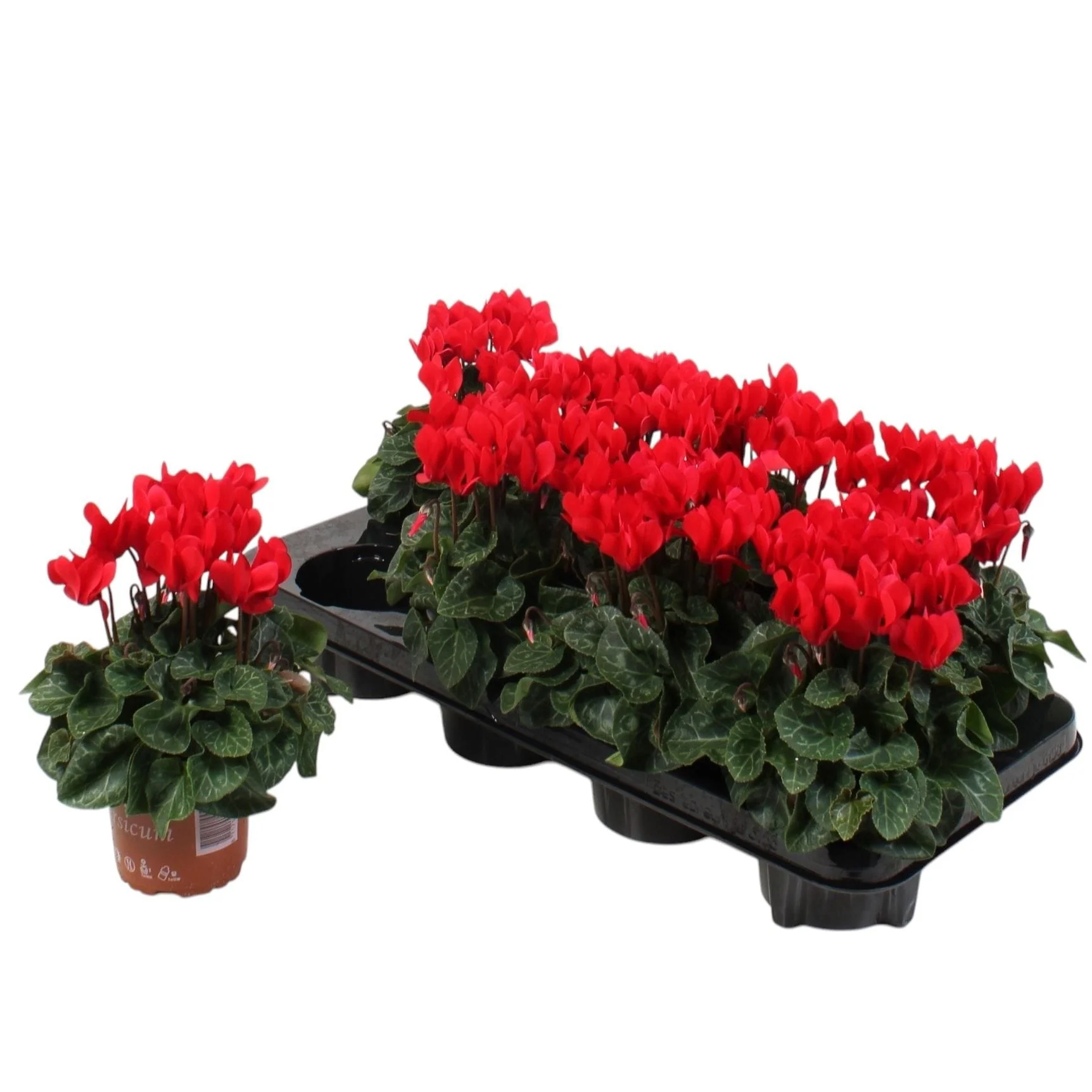 Cyclamen rosu – Compact red (set 8)
