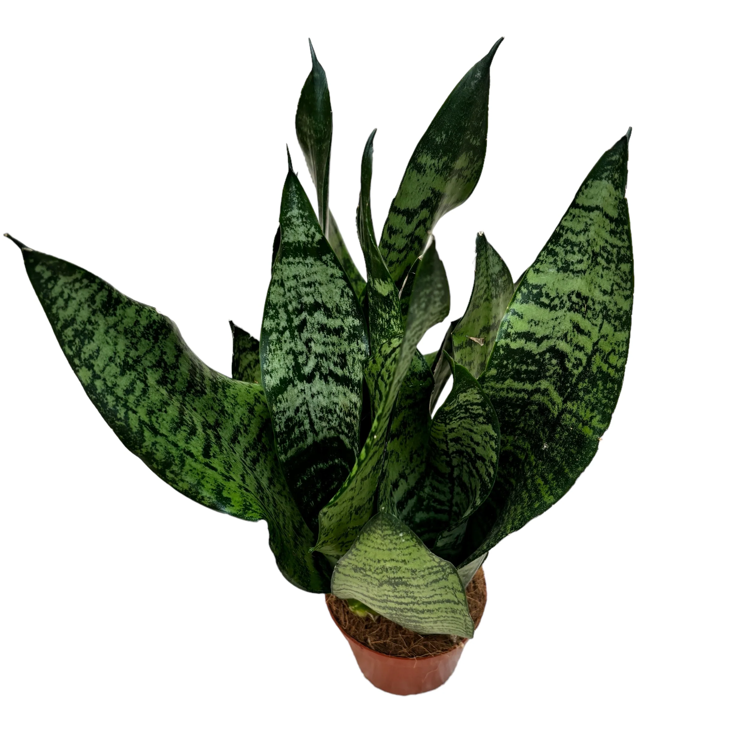 Sansevieria trifasciata 'Black Coral’ (limba soacrei) D9 3pp