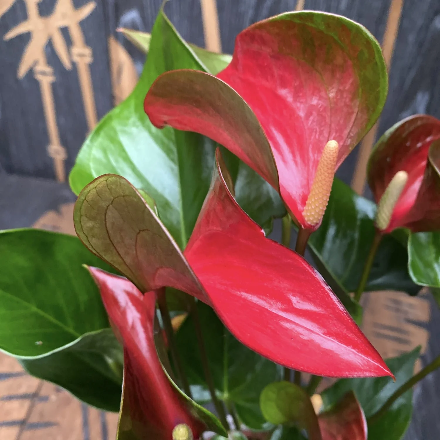 Anthurium Dynamite Red