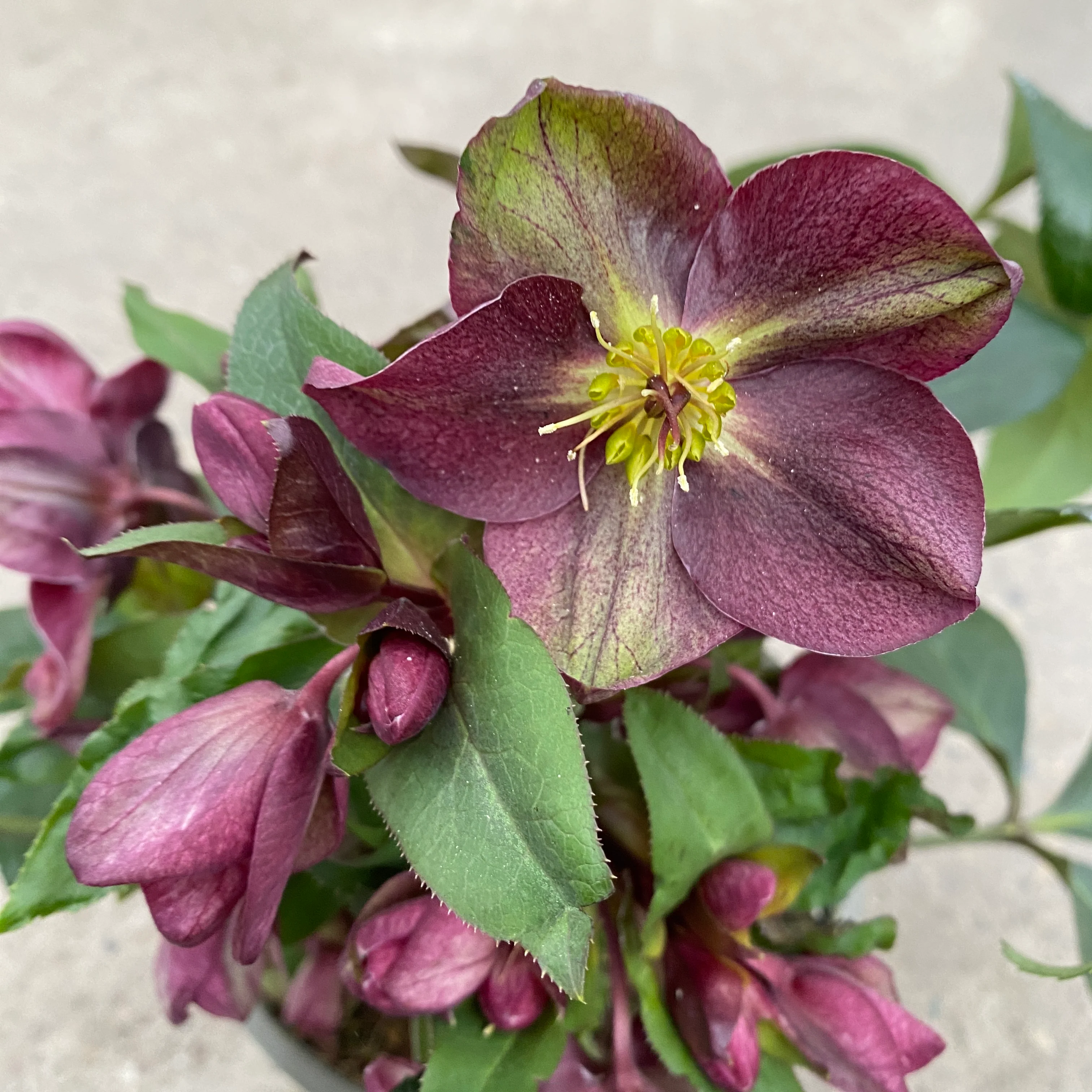 Helleborus 'Star of Passion’ (Spanz)