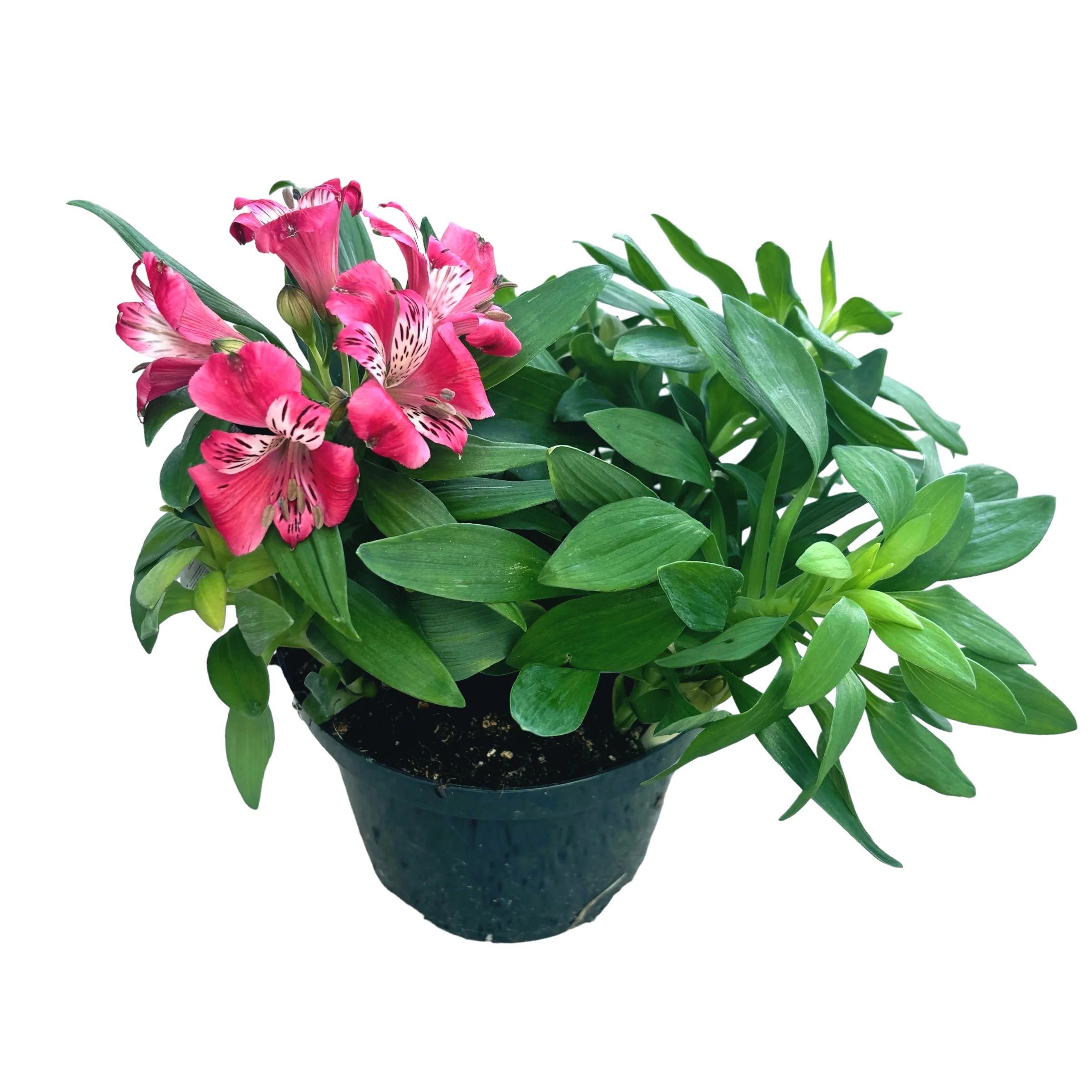 Alstroemeria 'Inca Lolly’ – crin peruvian