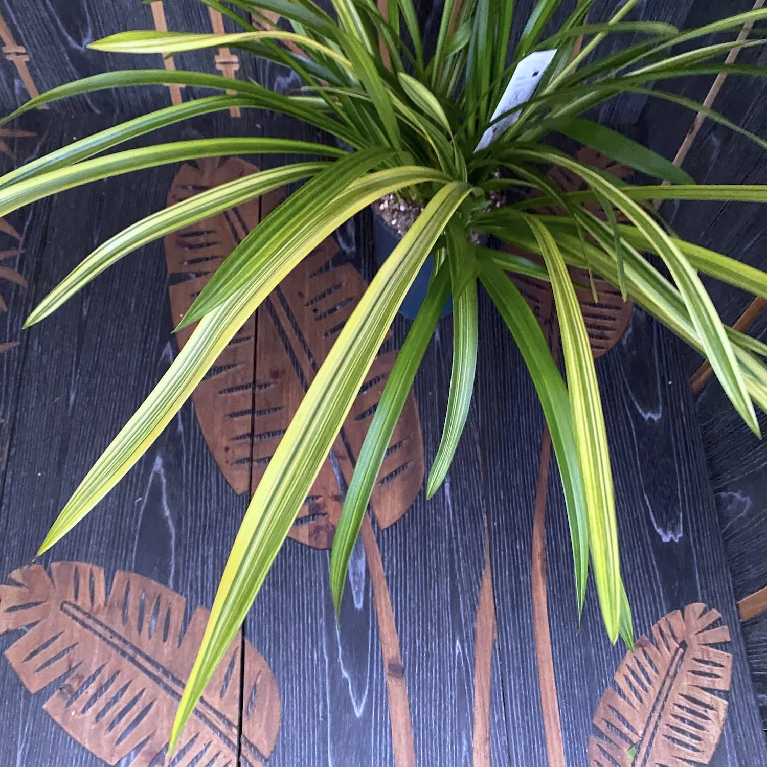 Cymbidium Sarah Jean gx 'Ice Cascade’ – frunze variegate