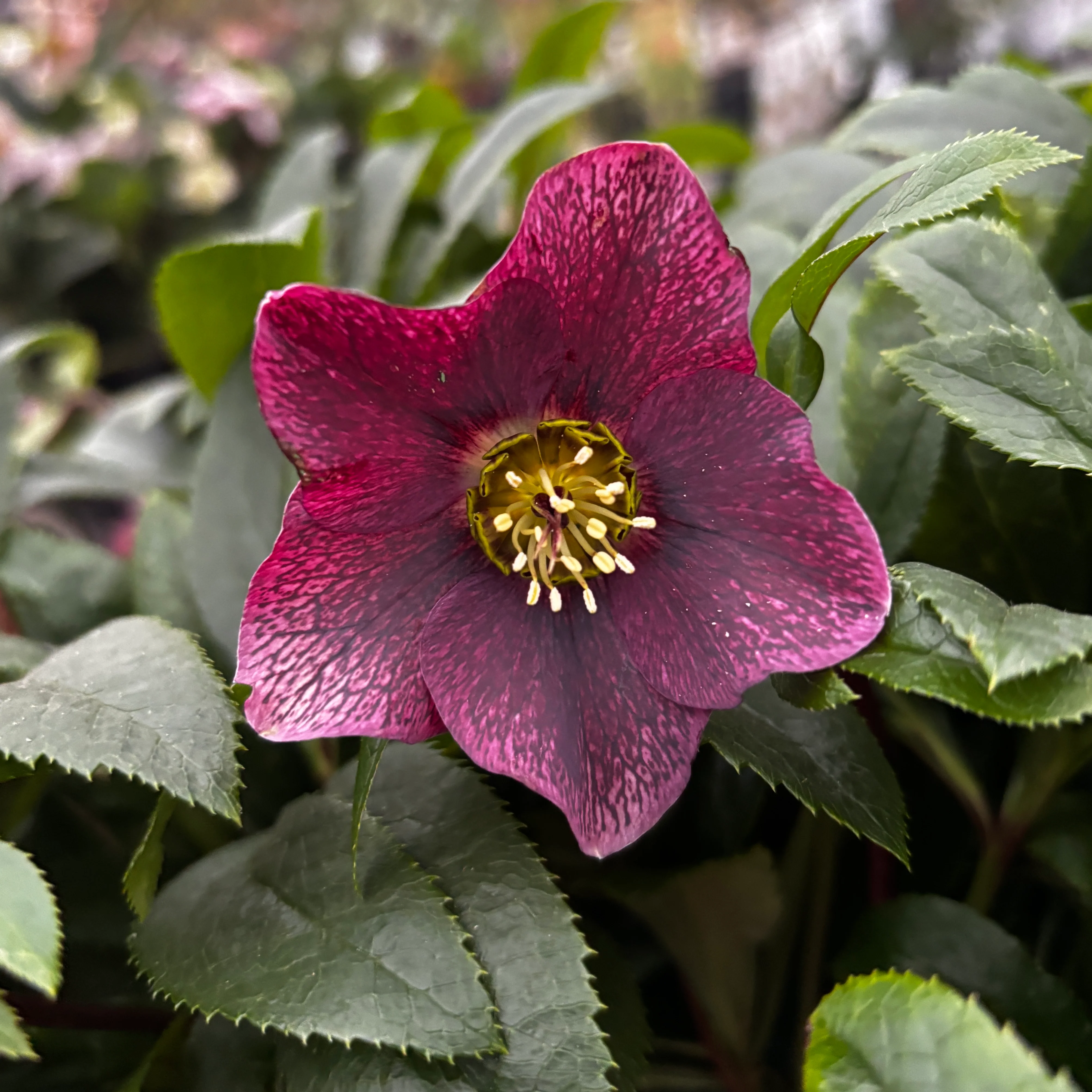 Helleborus orientalis ‘Viv Victoria’ (Spanz) – exemplare XL