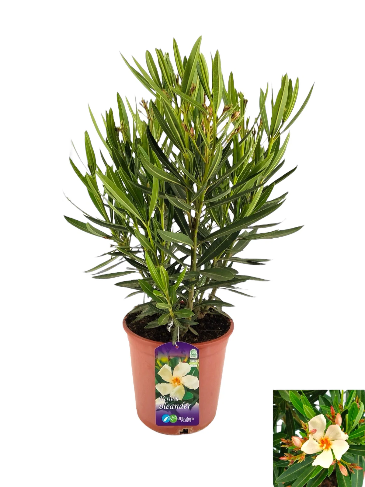 Leandru galben (Nerium Olander) 3 plante/ghiveci – exemplare XL