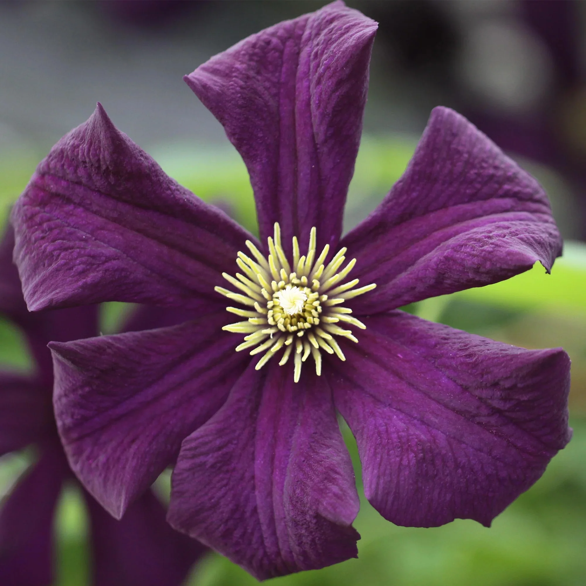 Clematite – Clematis 'Romantika’ (Late Large-flowered Group)