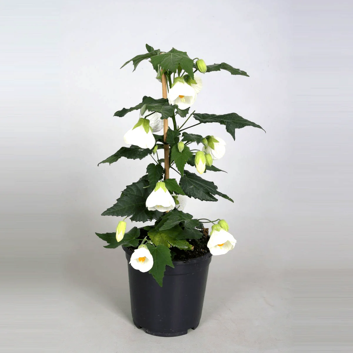 Abutilon 'White’ (Floarea artar)