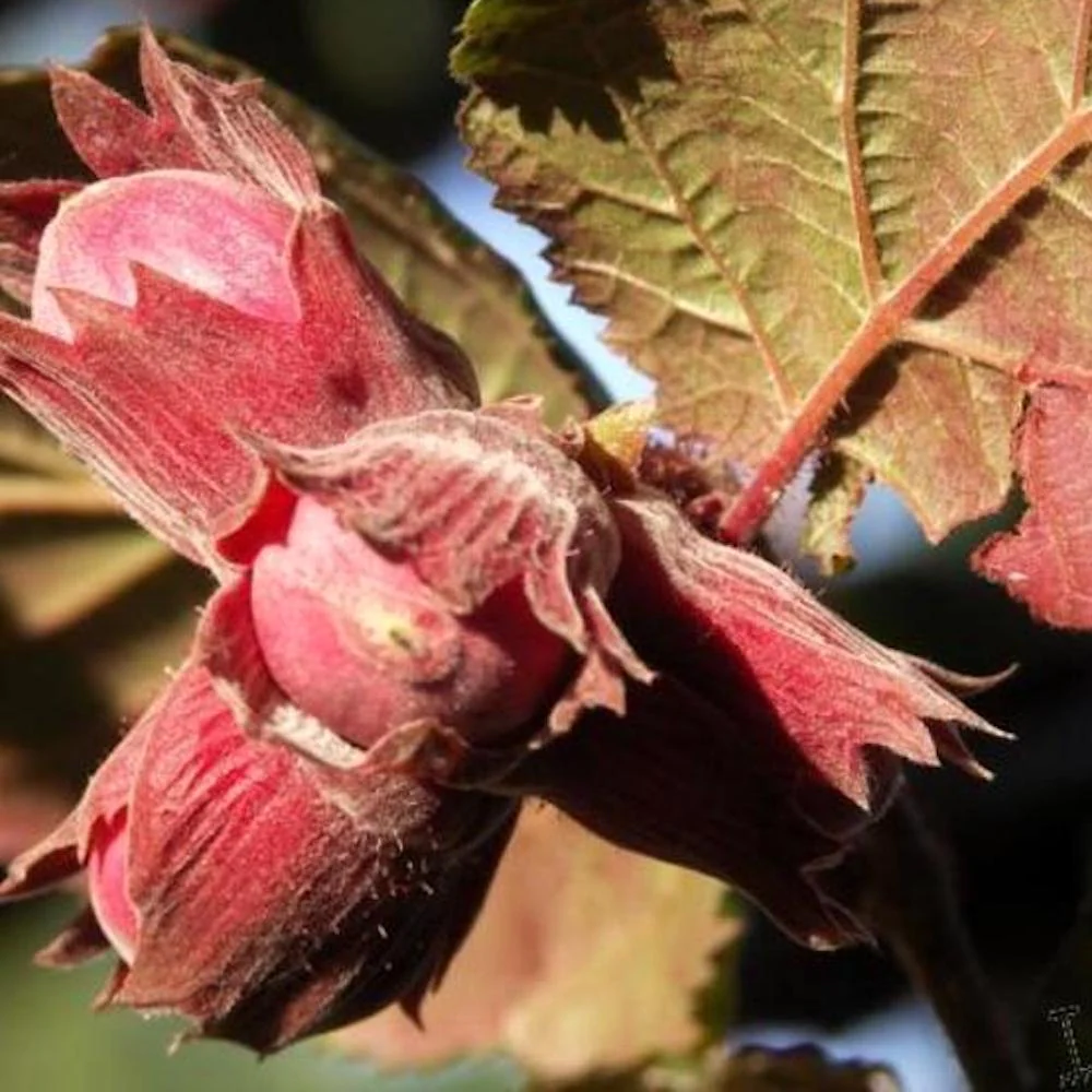 Alun rosu – Corylus avellana 'Rode Zellernoot’ (Purple Hazel) – cultura biologica