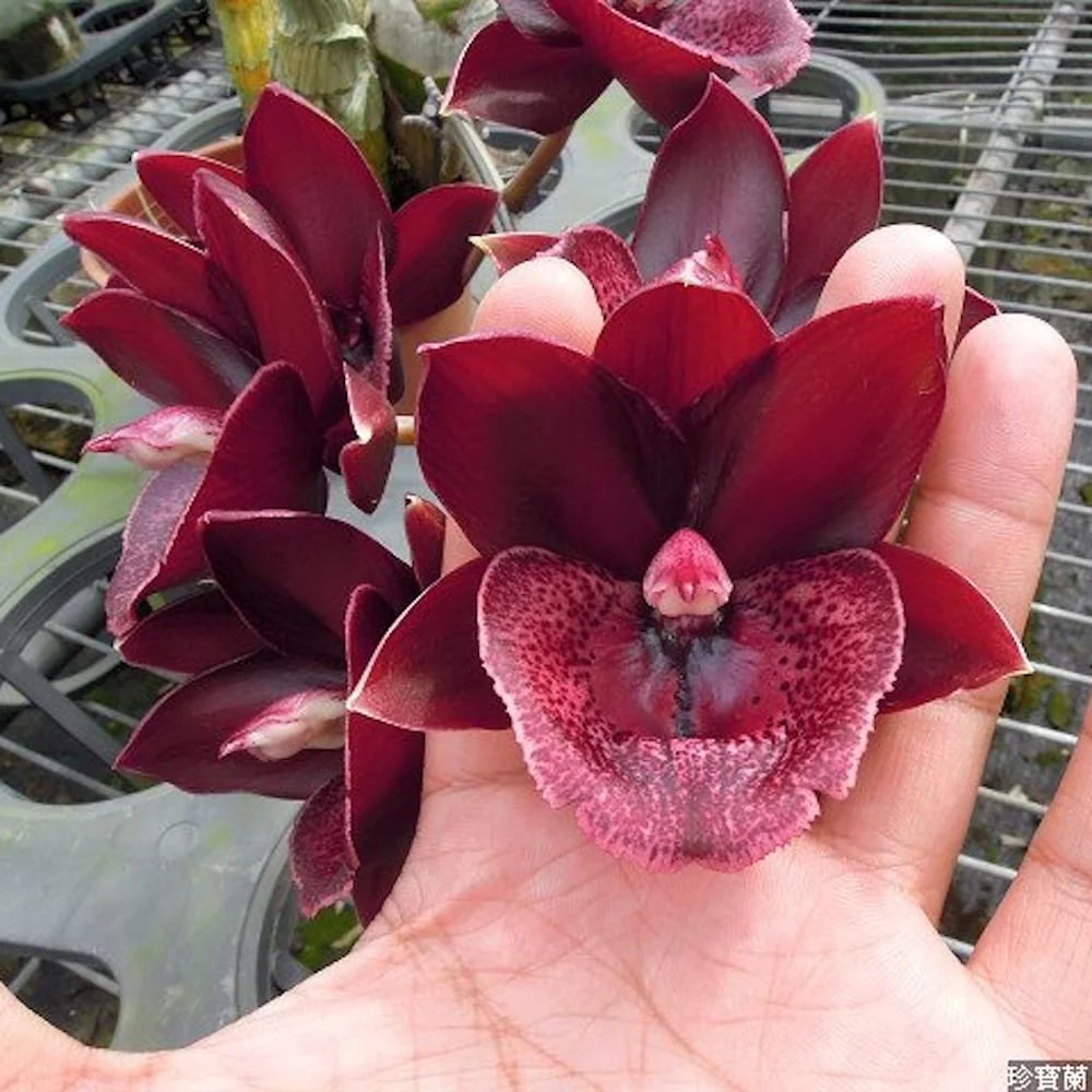 Monnierara Jumbo Delight 'Black Onyx’