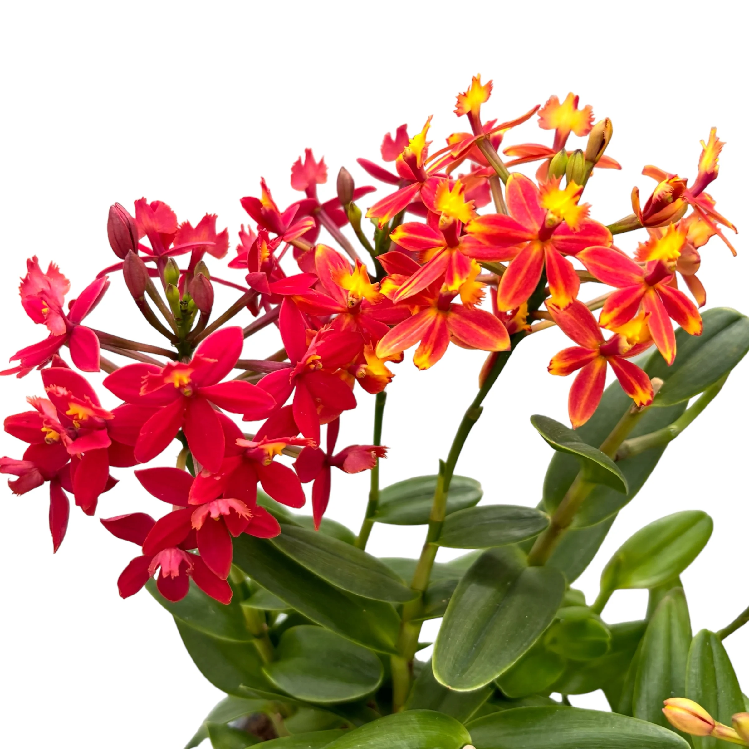 Epidendrum radicans – exemplar unicat (2 culori)