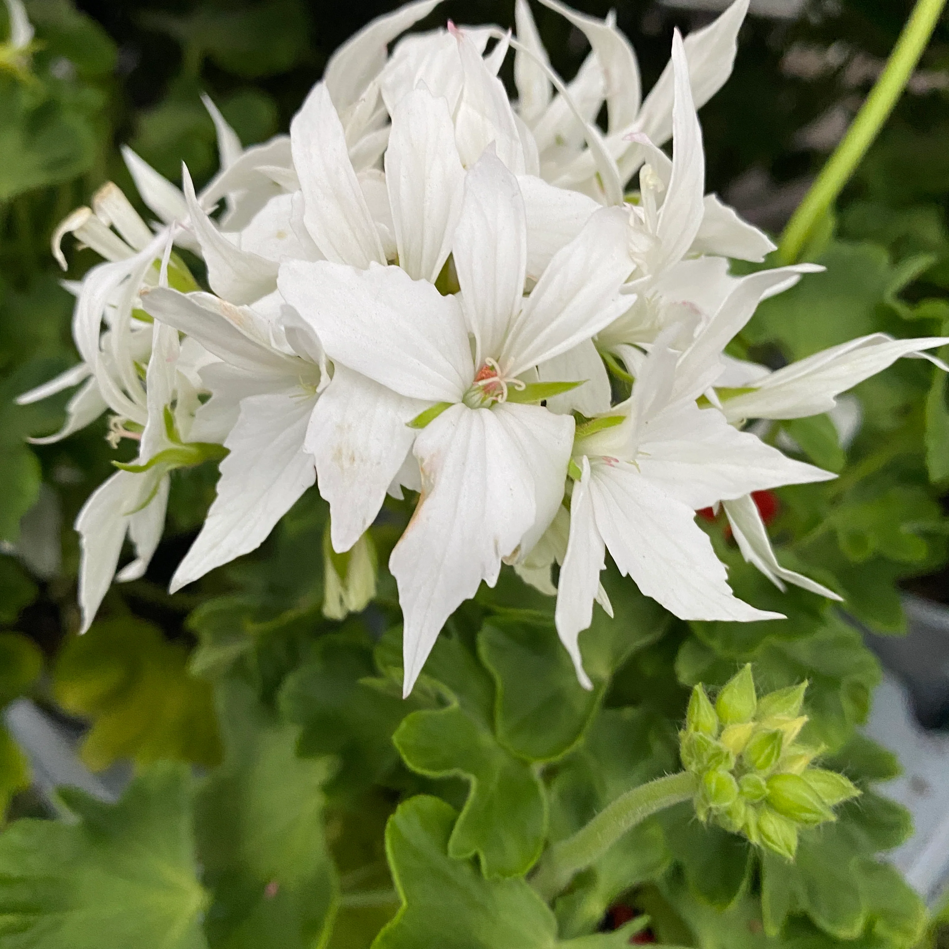 Muscate stelate albe – Pelargonium Fireworks 'White’