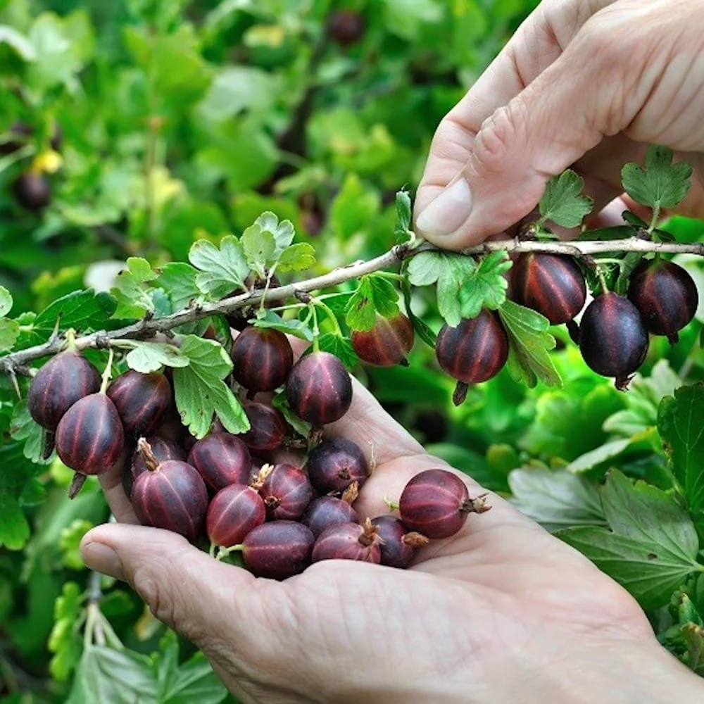 Agris rosu – Ribes uva-crispa 'Lady Late’ (cultura biologica) d9cm