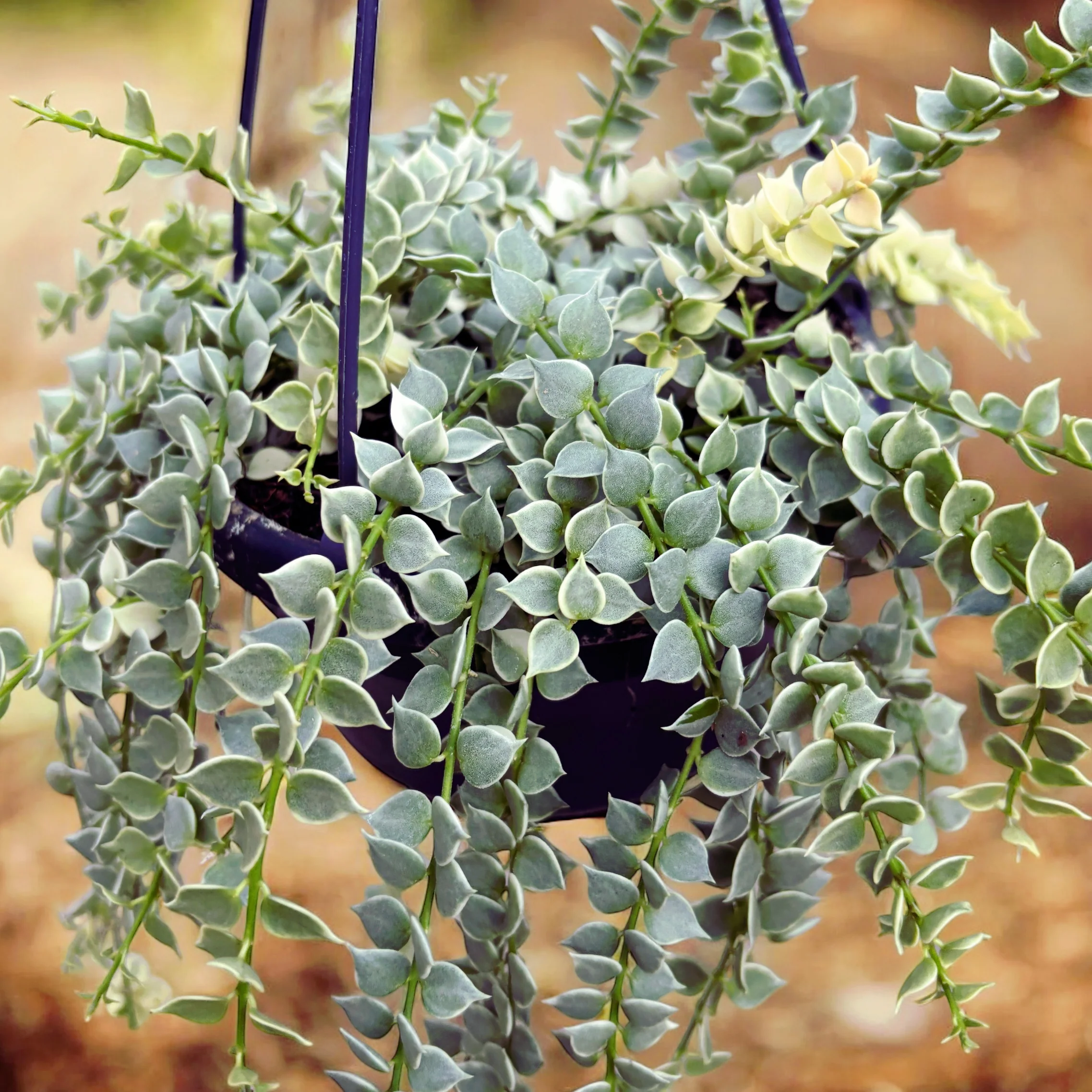 Dischidia ruscifolia 'Variegata’ (Million Hearts plant) – exemplare dezvoltate