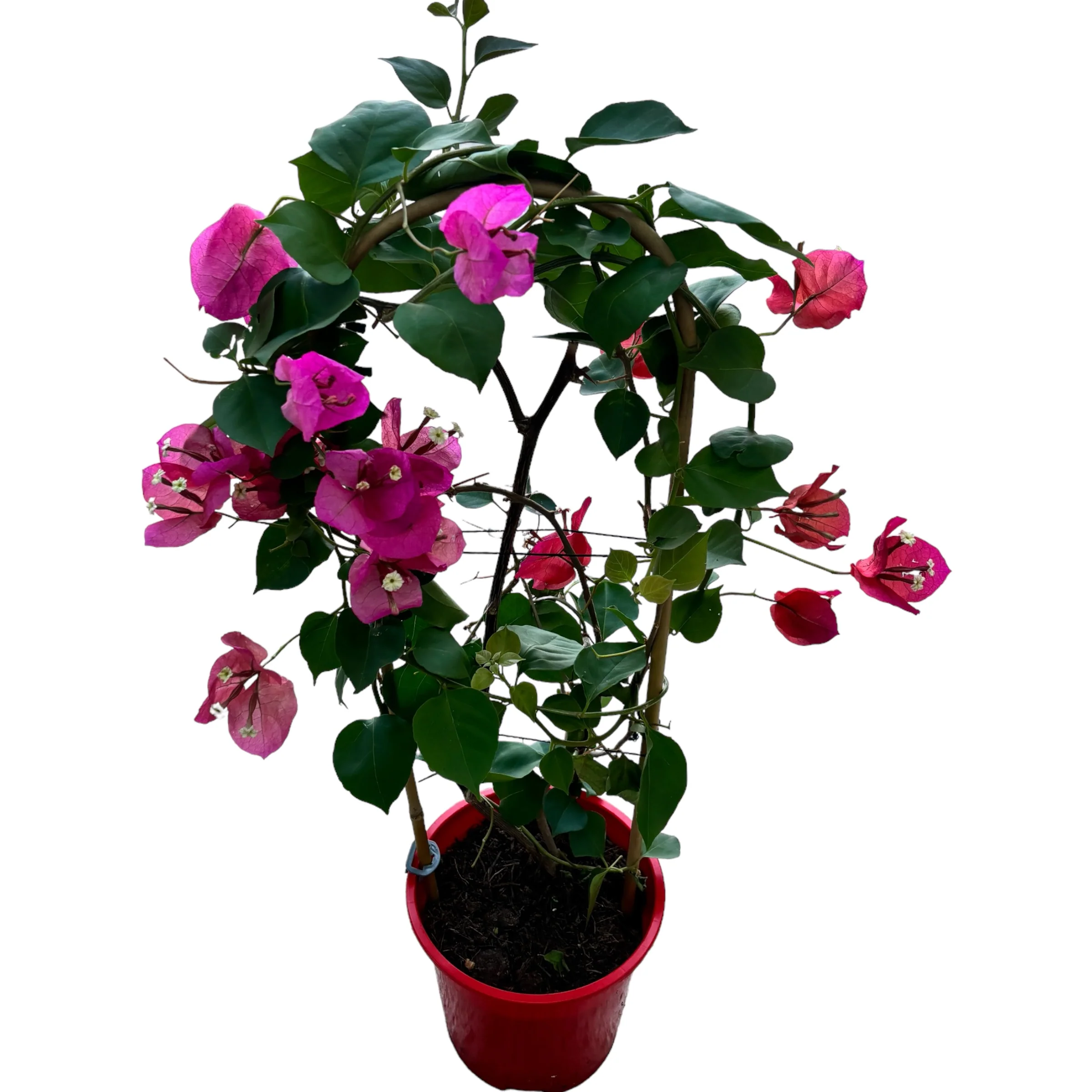 Bougainvillea – Floarea de hartie roz-rosu