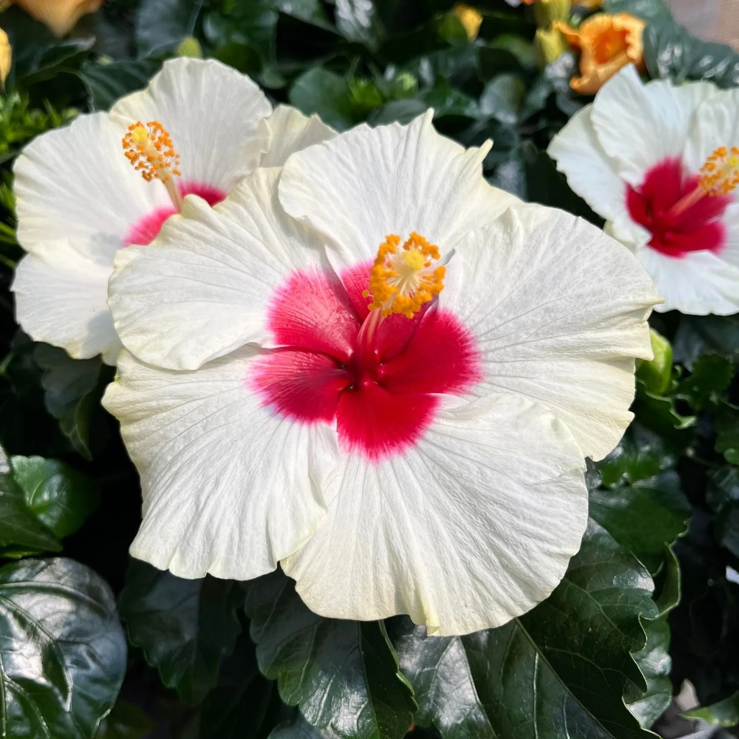 Hibiscus ‘Boreas White’ – flori tropicale albe mari (2 plante/ghiveci)
