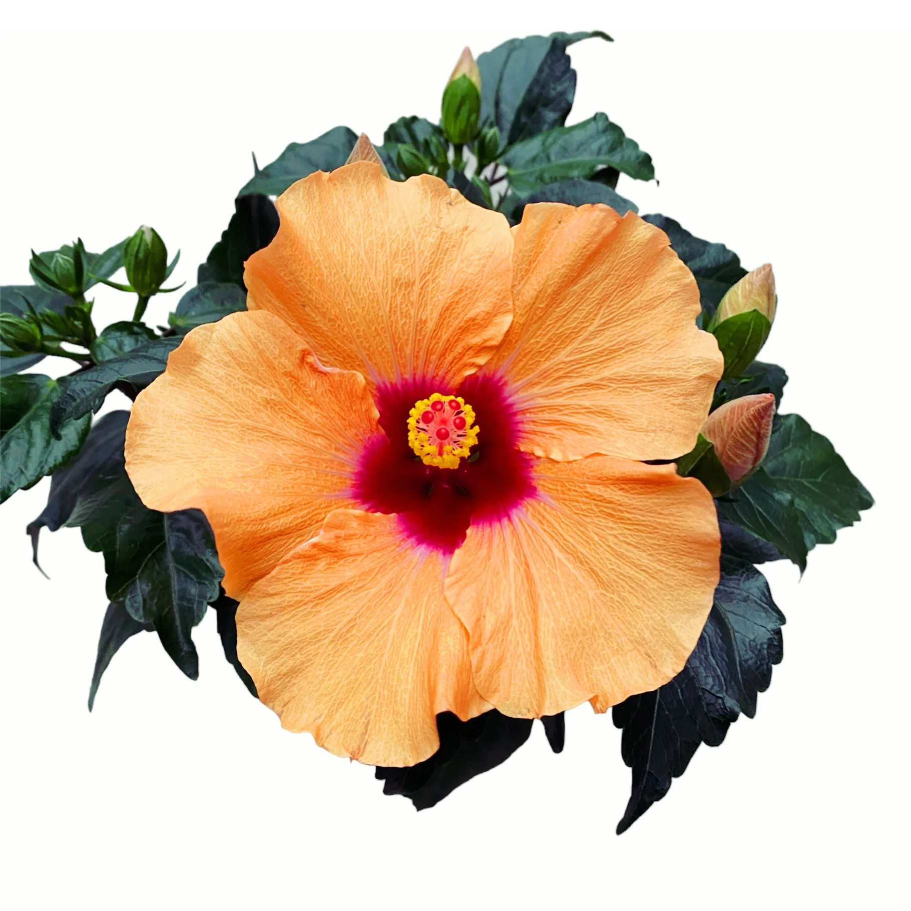 Hibiscus 'Adonicus Apricot’- flori XL