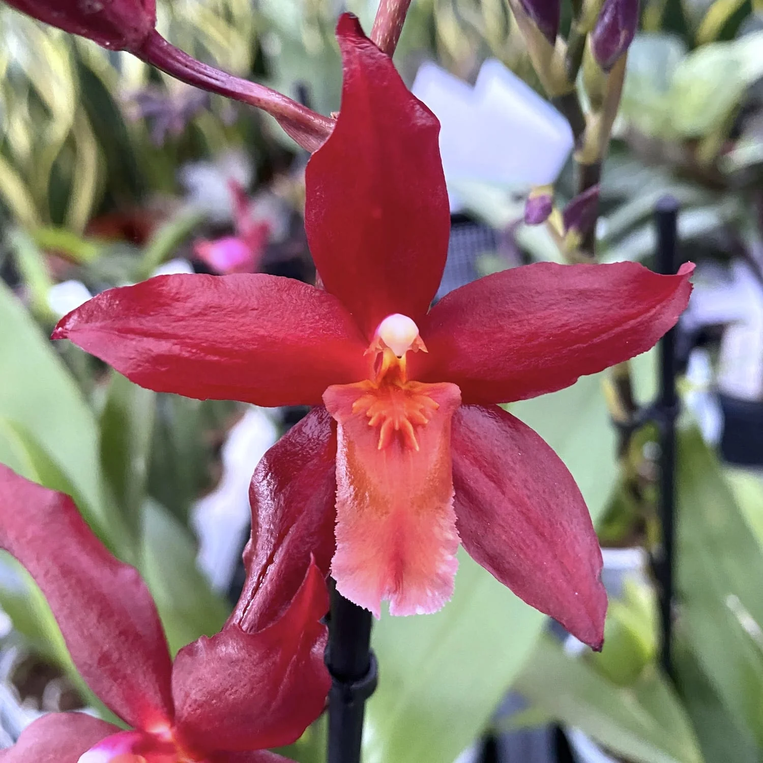 Odontoglossum 'Jumping Jack’