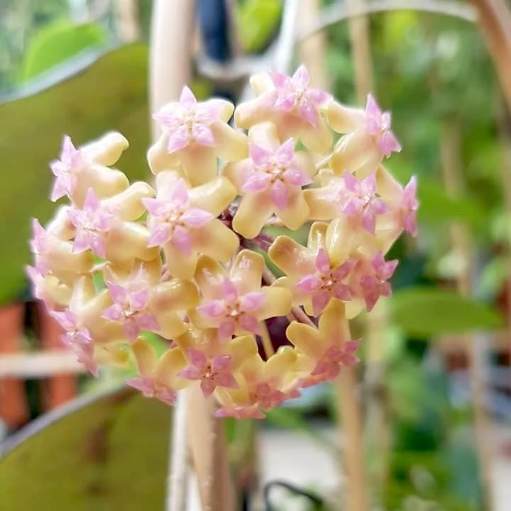Hoya 'Joy’ (Hoya sp. Laos x Hoya vitellina)