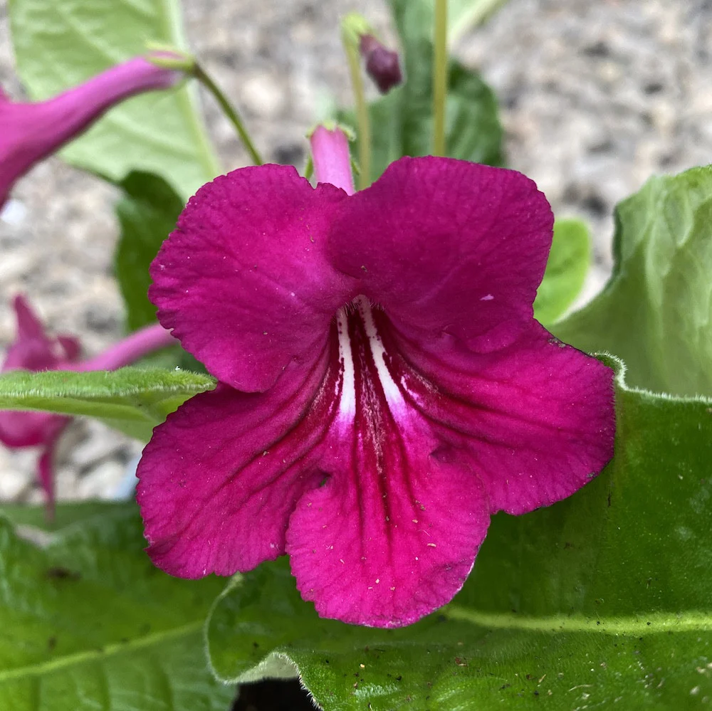 Streptocarpus Rubina visiniu