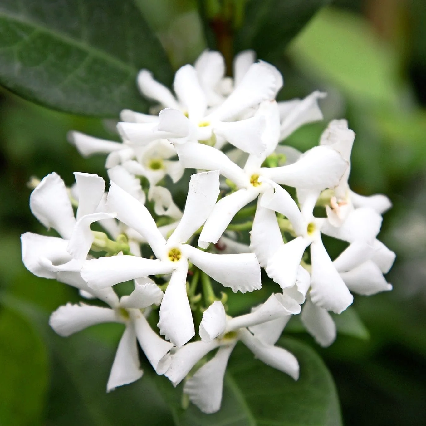 Trachelospermum jasminoides (iasomie stea) – flori parfumate albe (D9cm)