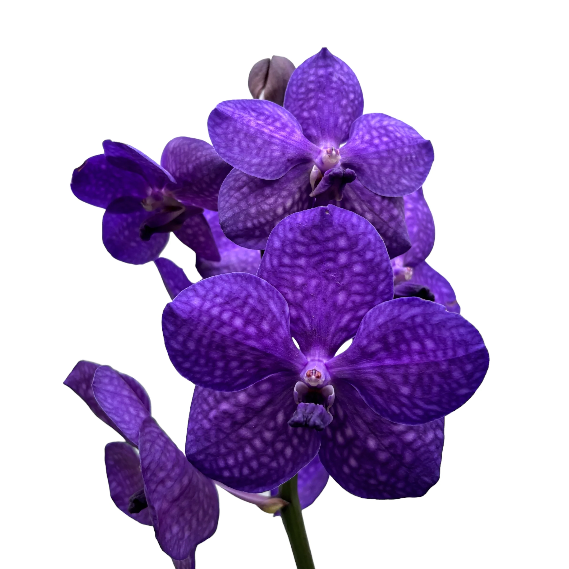 Vanda Tayanee Maxi Blue (Ansu)