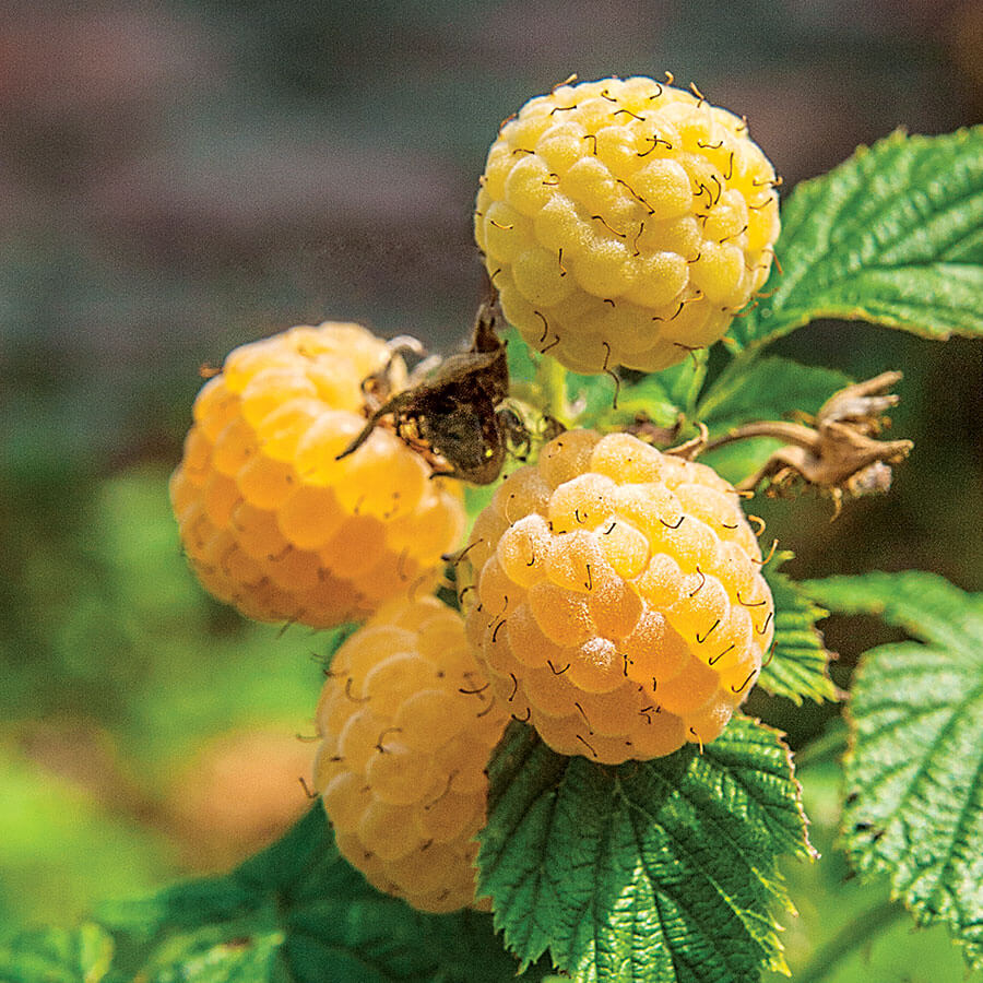 Zmeur galben remontant, cu fructe dulci si aromate – Rubus idaeus 'Fallgold’