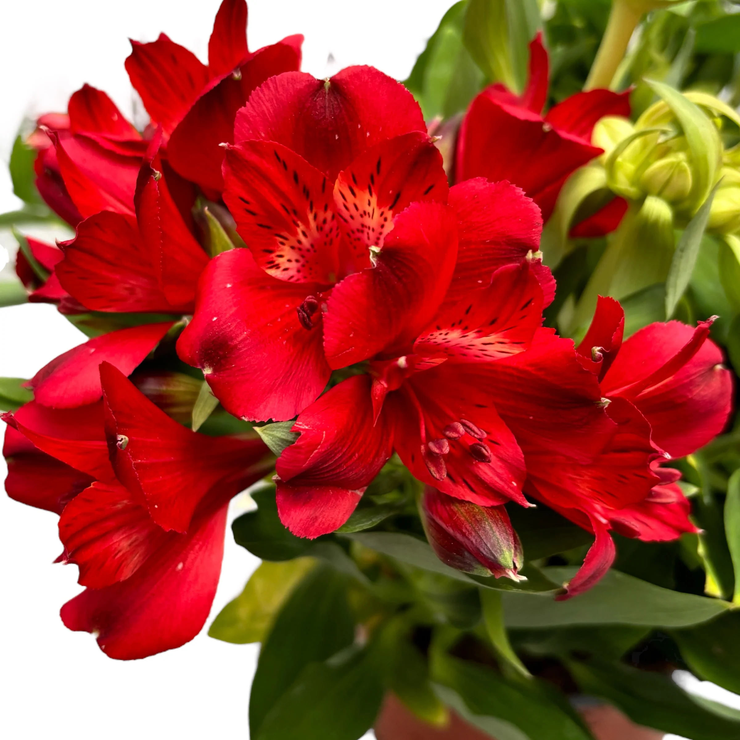 Alstroemeria Inticancha Doba – Crin peruvian compact, cu flori spectaculoase
