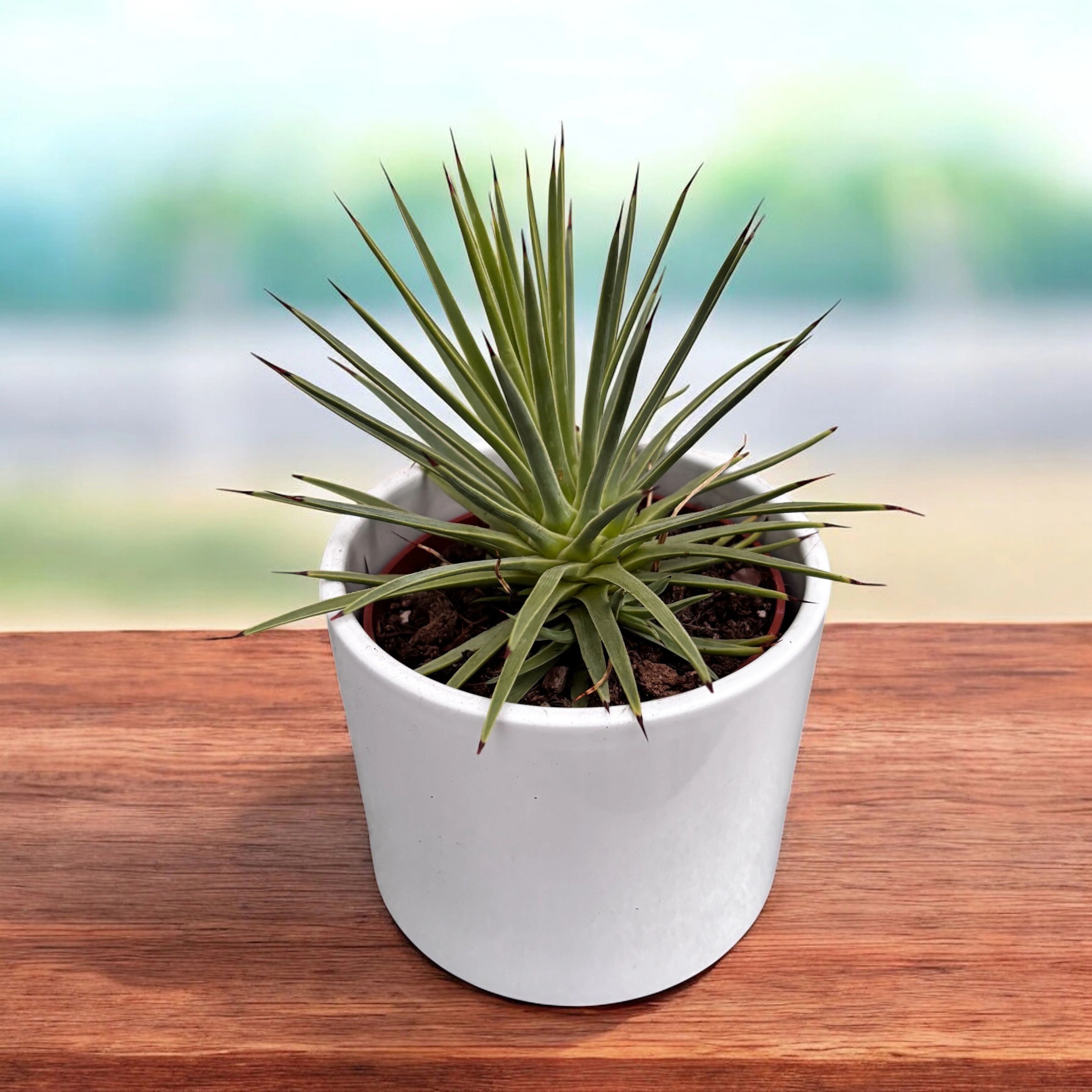 Agave stricta ‘Nana’ – suculenta miniaturala cu forma perfecta de rozeta