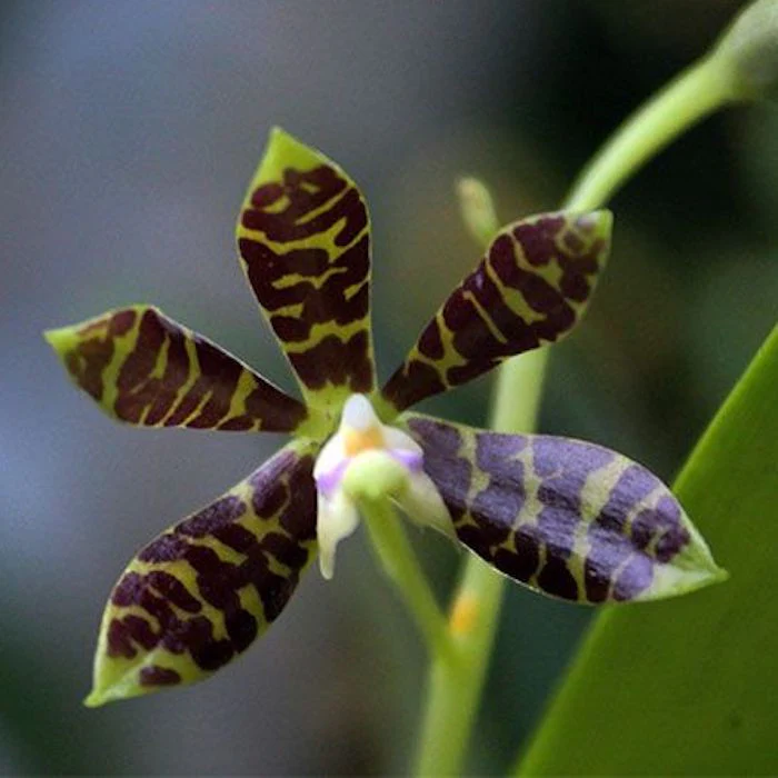 Prosthechea (Encyclia) boothiana *parfumata