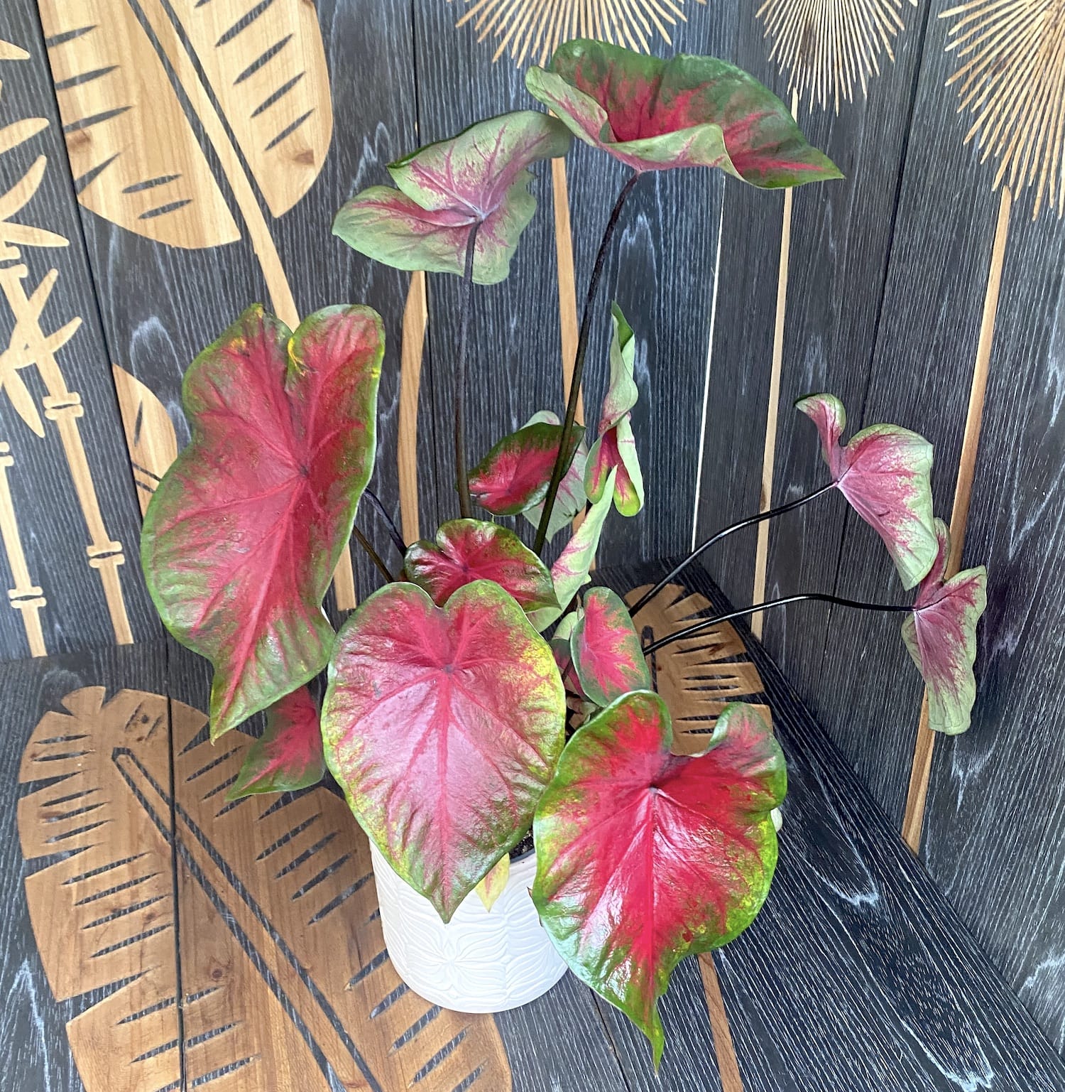 Caladium 'Sunset Pink’