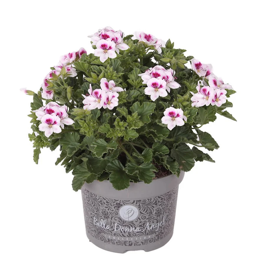 Muscate – Pelargonium 'Angel Lisa’