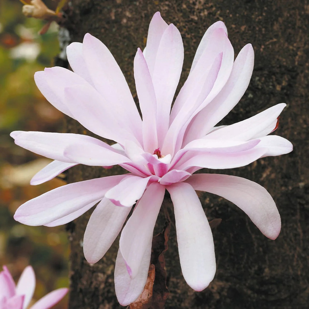 Magnolia stellata 'Waterlily’
