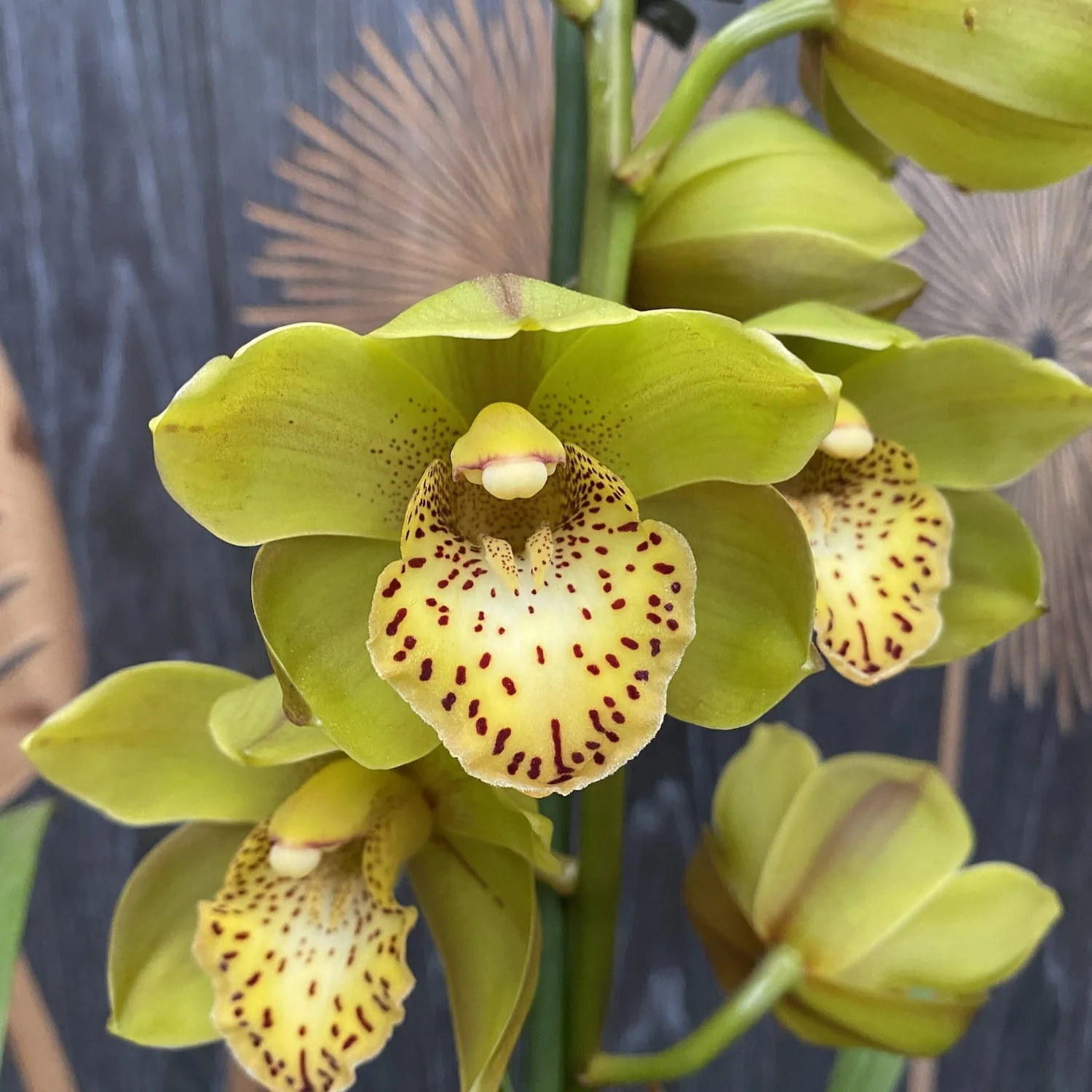 Cymbidium Cora Flor variation