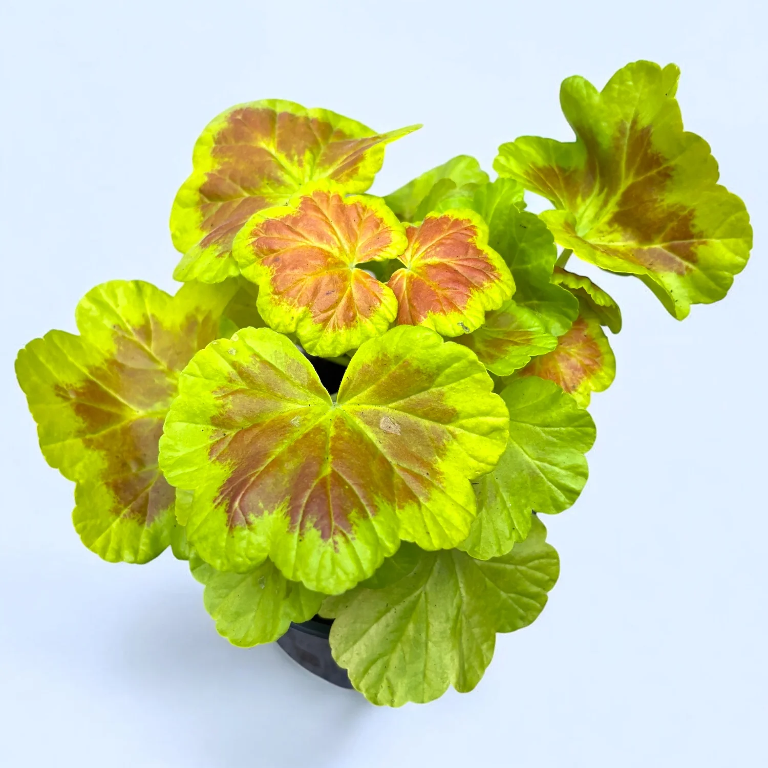 Pelargonium 'Occold Shield’ (muscate cu frunze colorate)