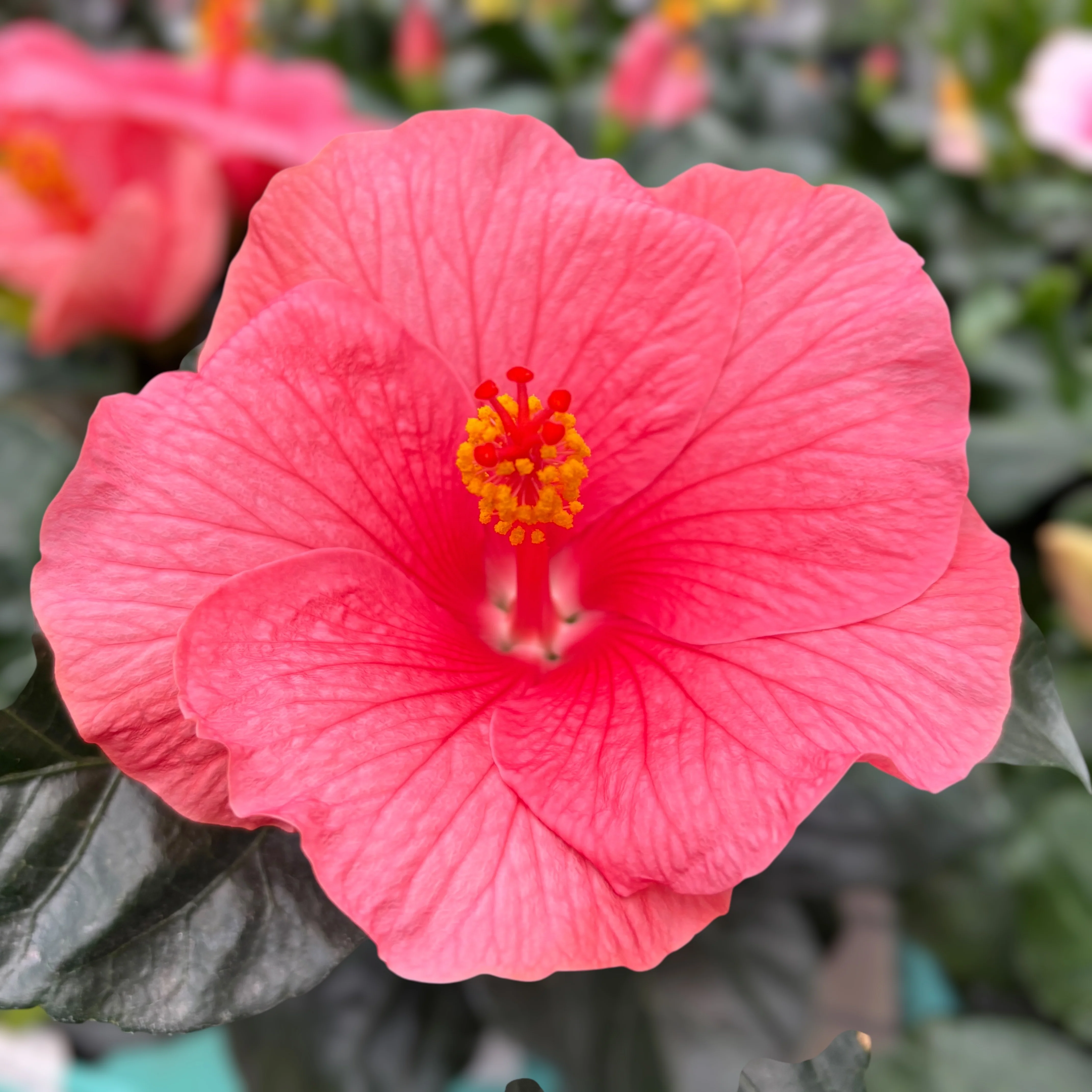 Hibiscus rosa-sinensis ‘Kandy’ – Trandafiri japonezi cu flori roz