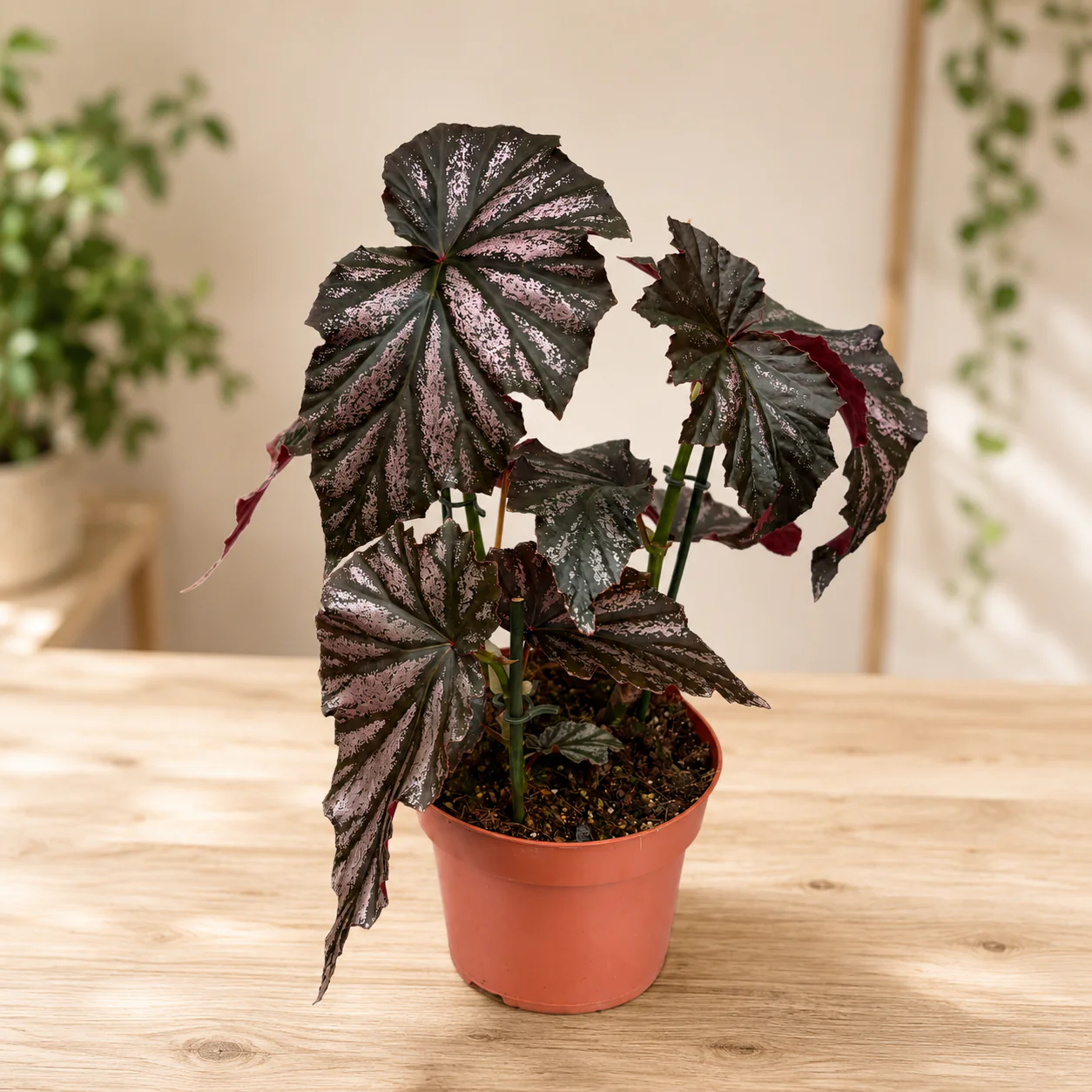 Begonia ‘Garnet’ – begonie de colectie cu frunze metalice