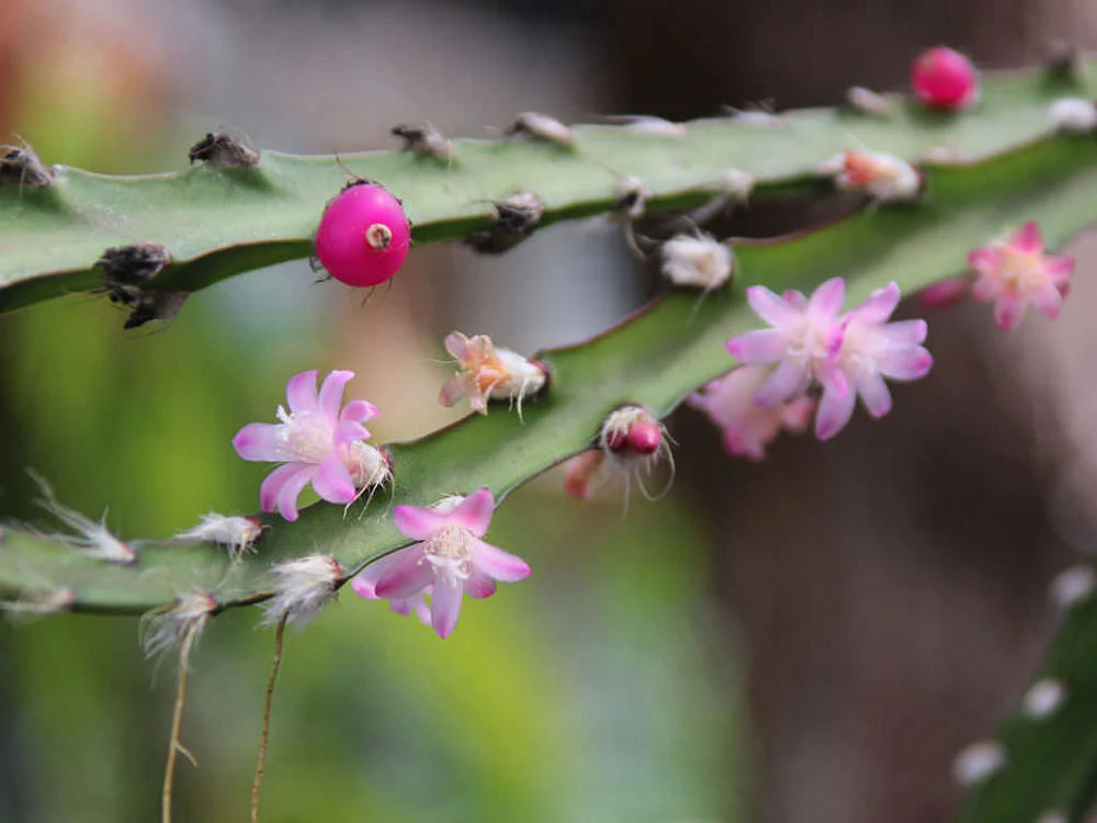 Lepismium cruciforme (Rhipsalis cruciformis)