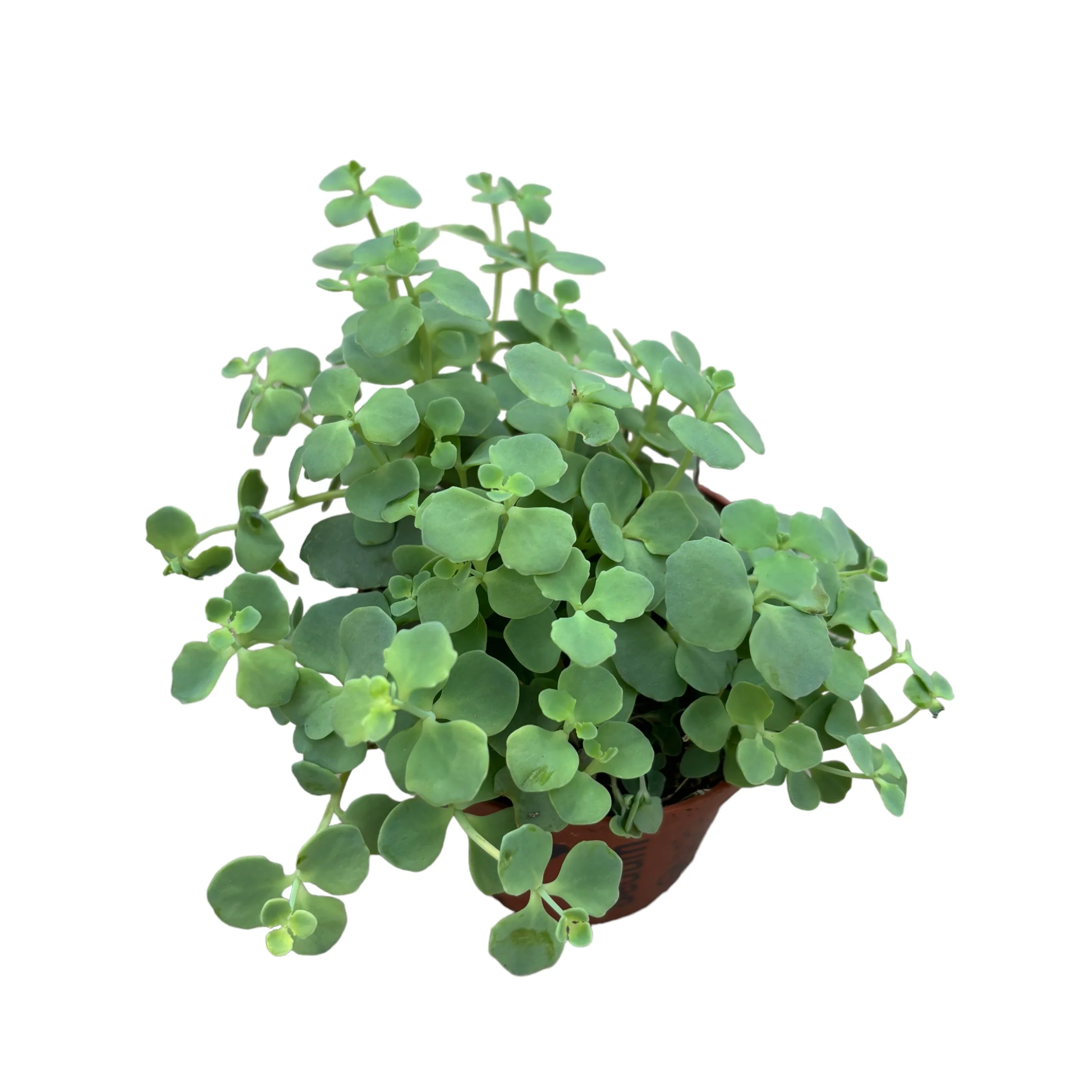 Sedum sieboldii cu frunza simpla (Iarba grasa)