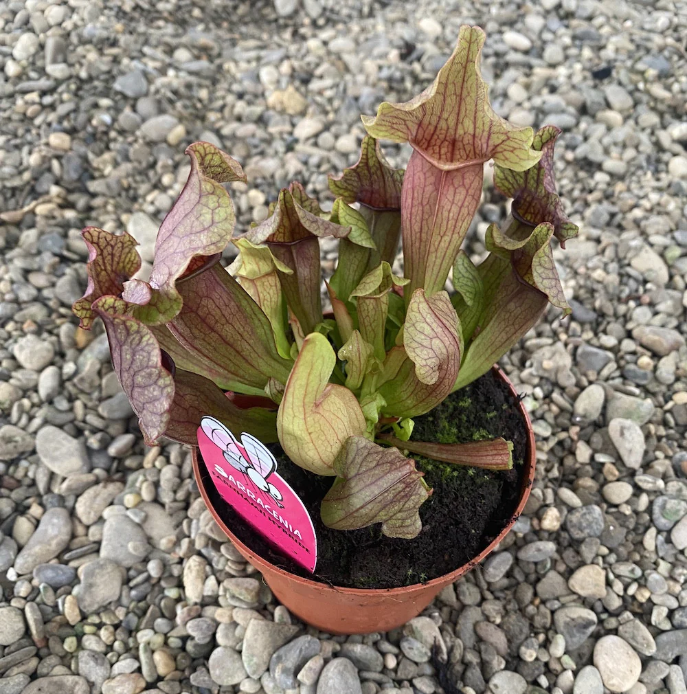 Sarracenia farnhamii hybrid XL – planta ulcior