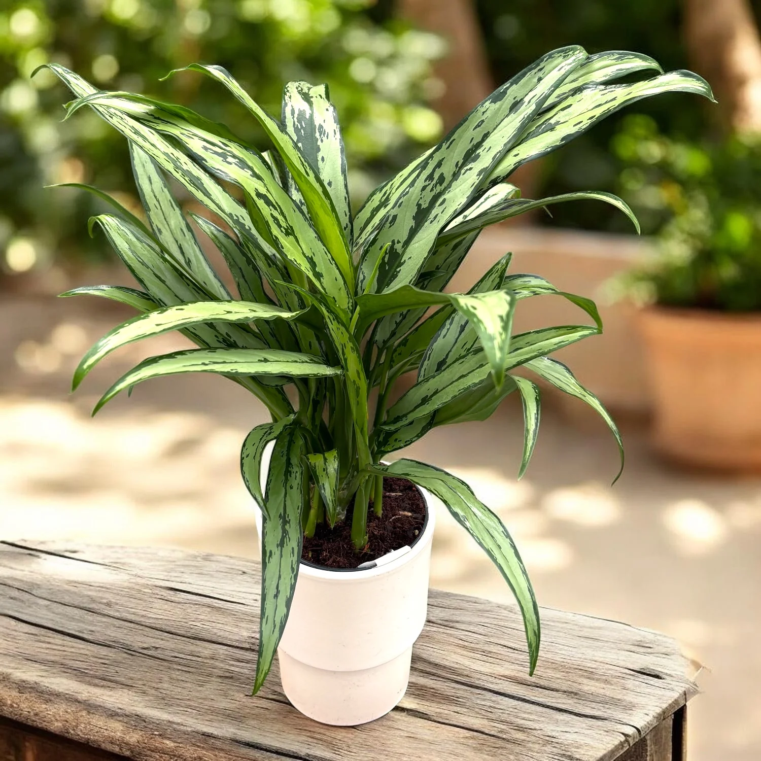 Aglaonema ‘Cutlass’ (Lucky Plant) cu frunze verde-argintii si intretinere usoara