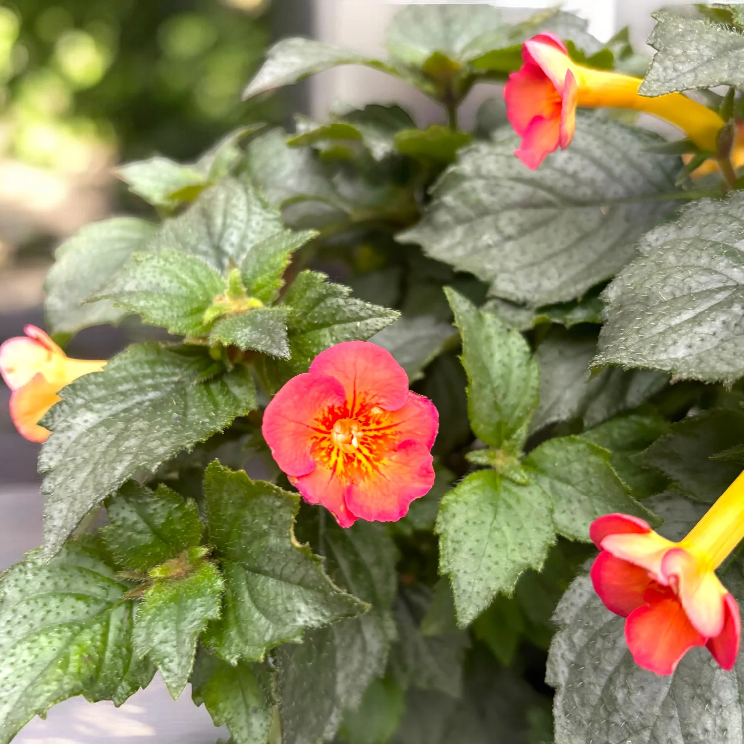 Achimenes ‘Carrot Cake’ – planta tropicala cu flori portocaliu-rosii si inflorire abundenta
