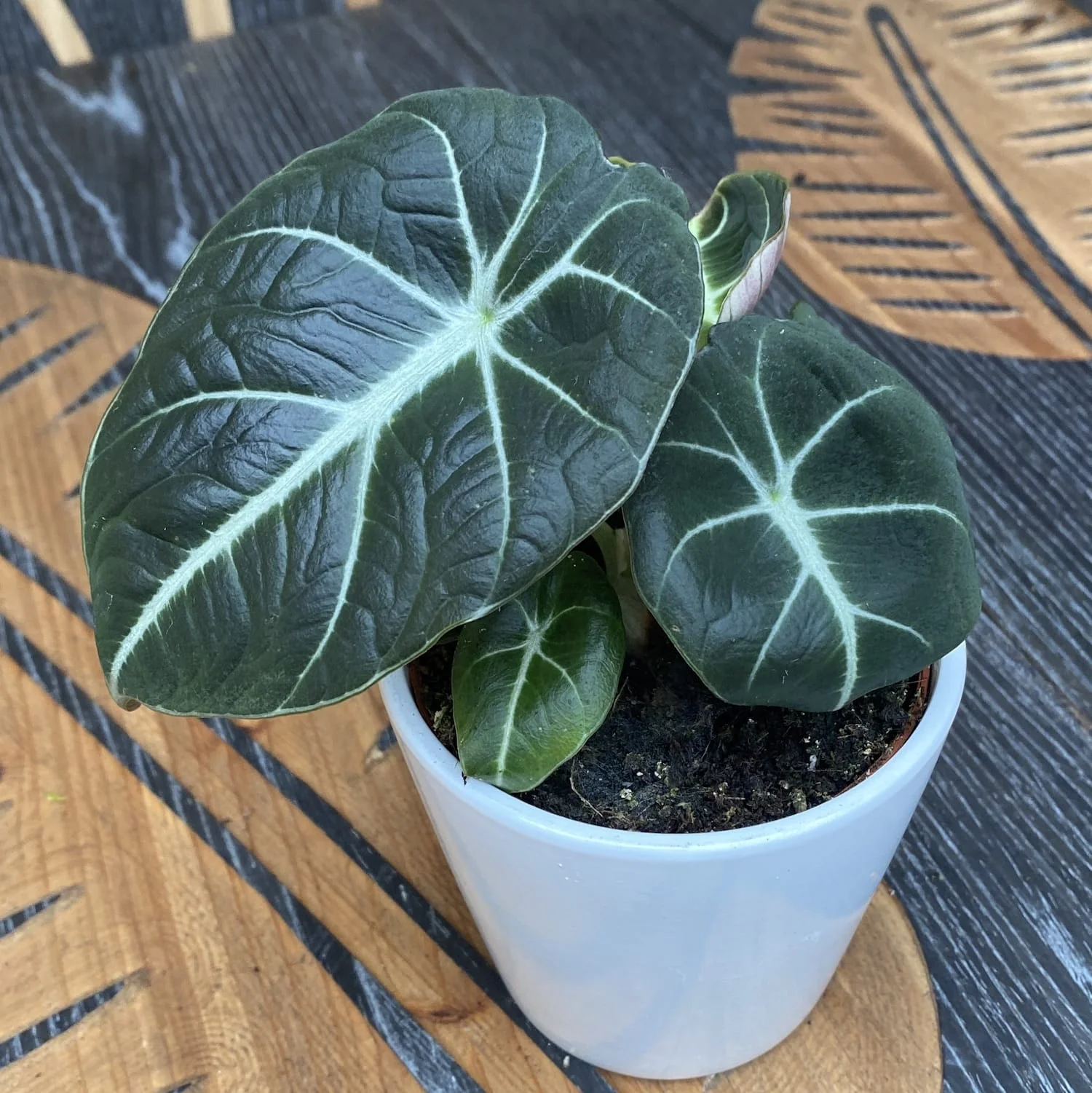 Alocasia reginula 'Black Velvet’ D8