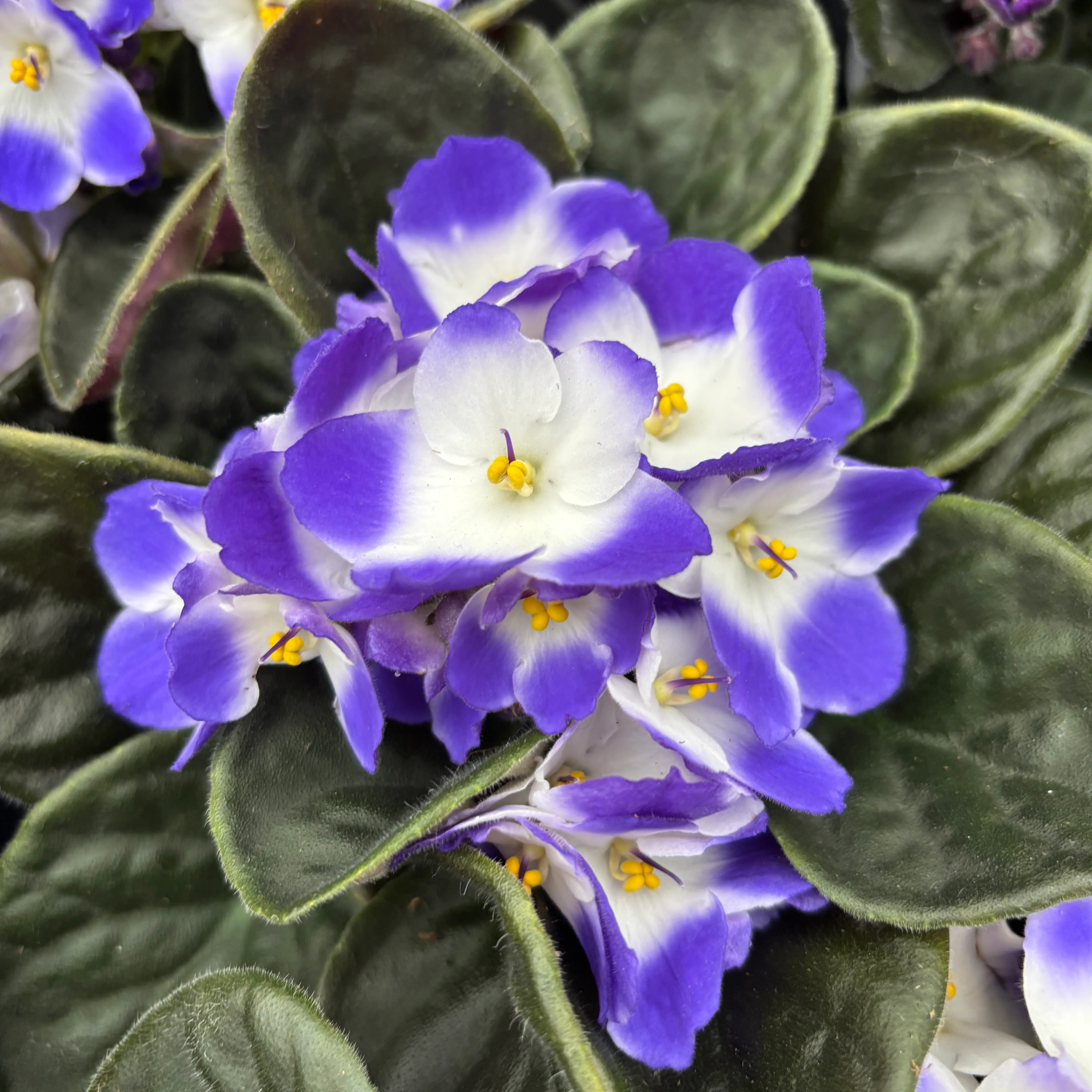 Saintpaulia Voila Blue – violete bicolore