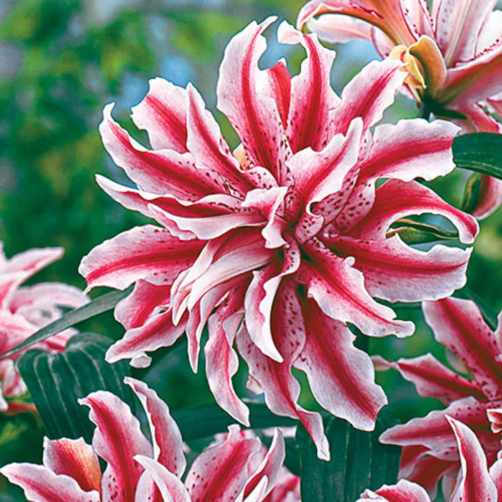 Bulbi de crini bicolori cu floare dubla – Lilium Magic Star (1 bulb)