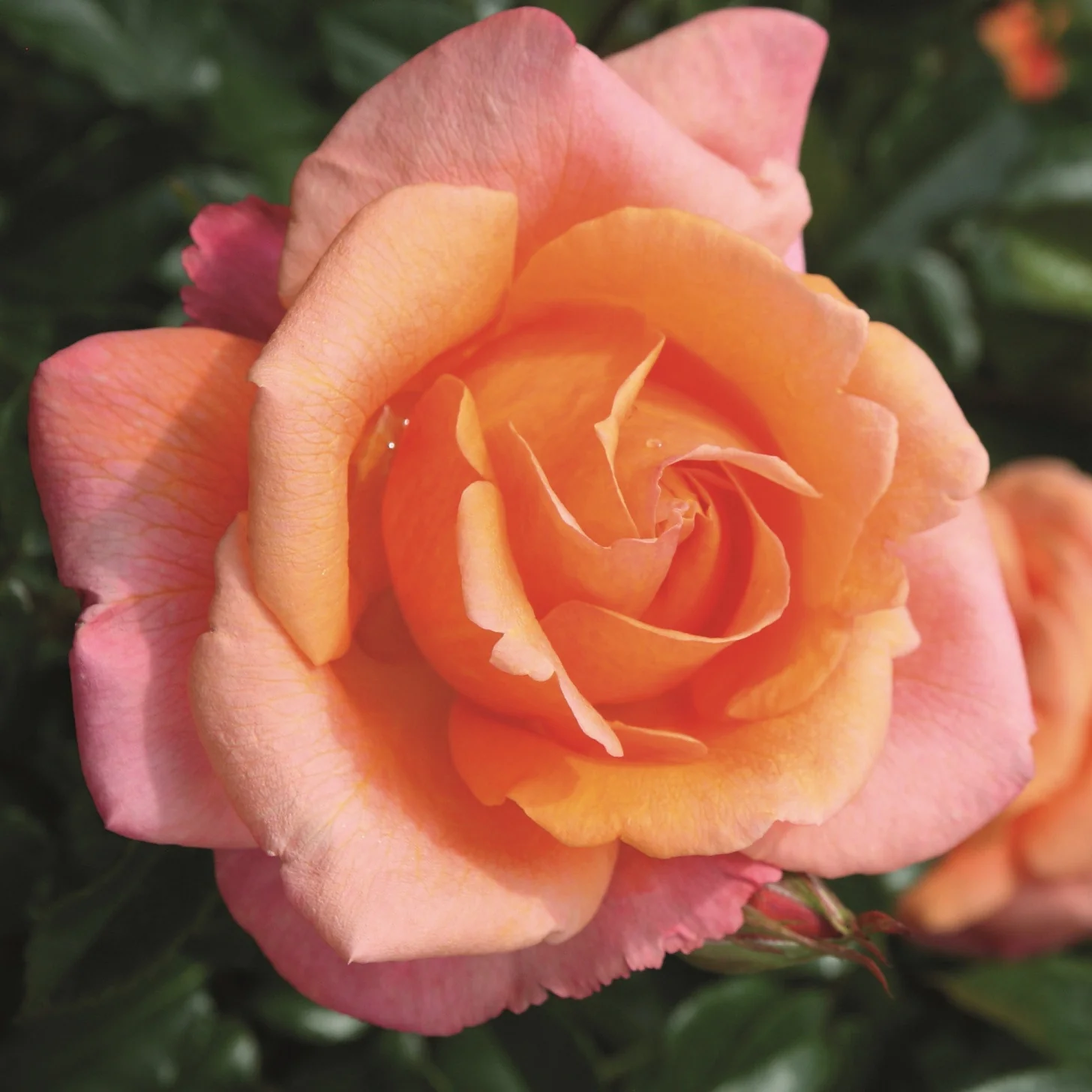 Rosa 'Cherry Brandy’® – Trandafir cu parfum puternic, flori persistente