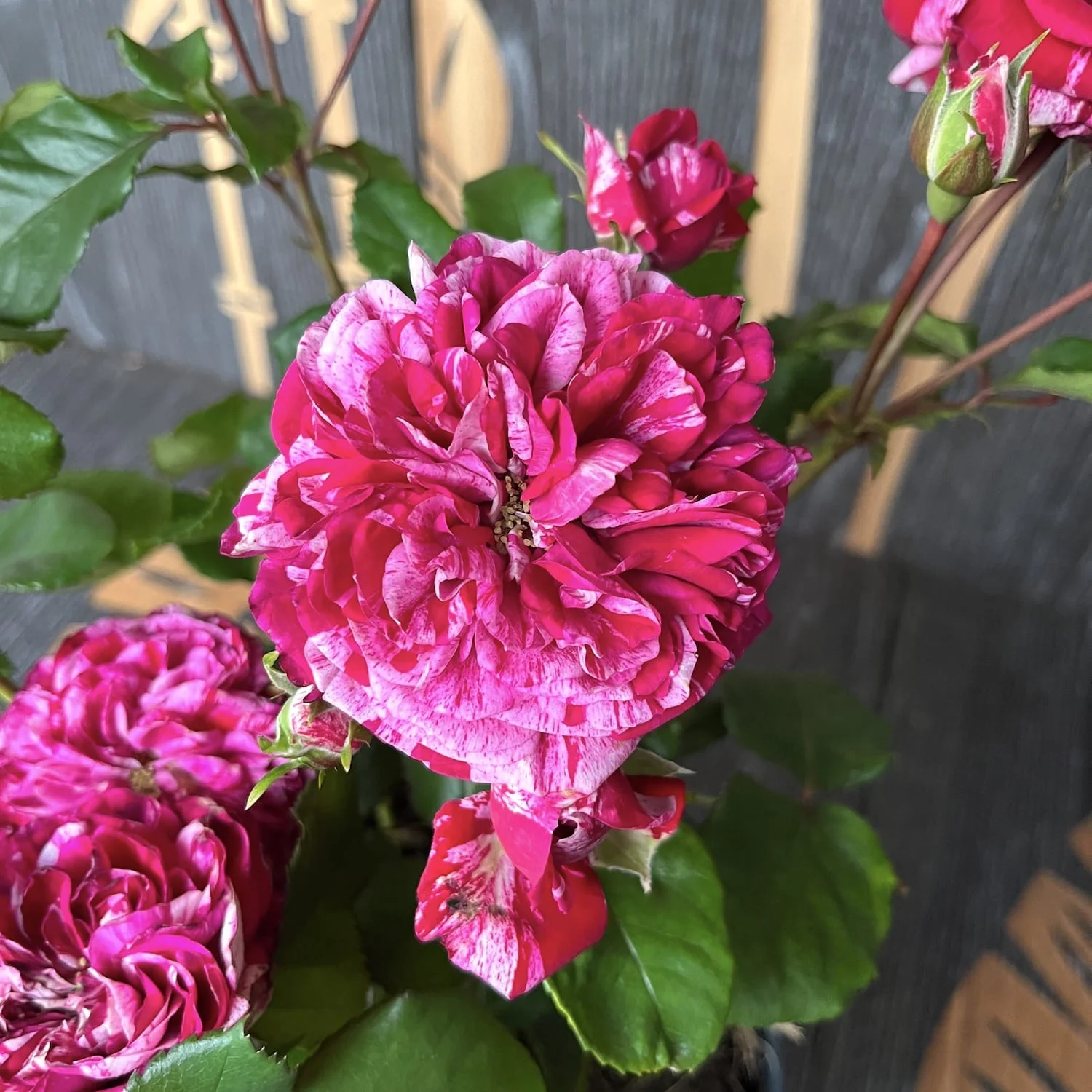 Rosa Castle 'Reformation’ – Trandafir floribunda, parfum si culoare