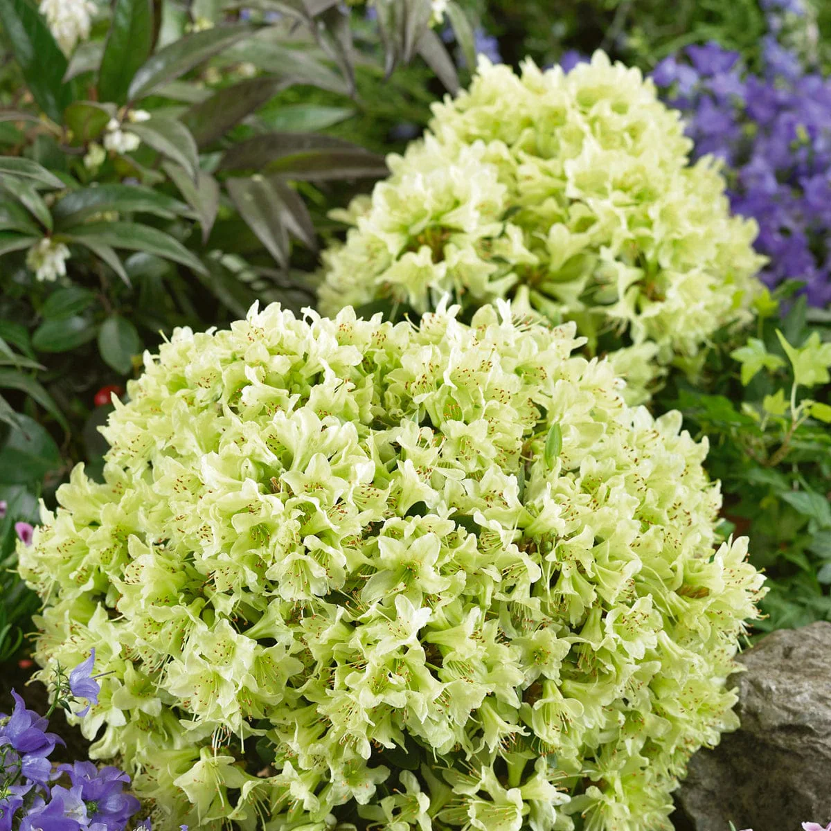 Rhododendron Shamrock – azalee de gradina galben