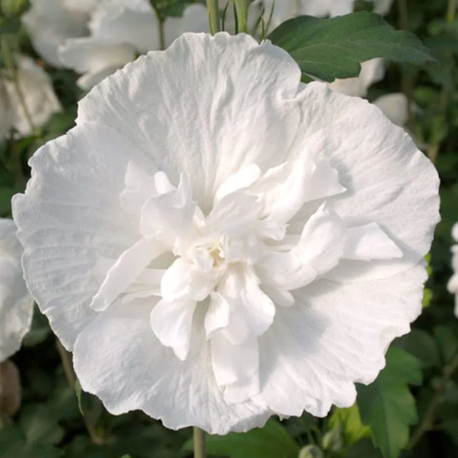 Hibiscus syriacus 'White Chiffon’ (’Notwoodtwo’) – de gradina, floarea dubla alba