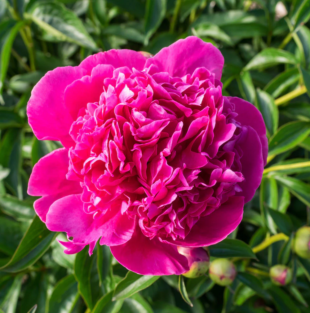Bujori de gradina parfumati – Paeonia lactiflora 'Felix Crousse’