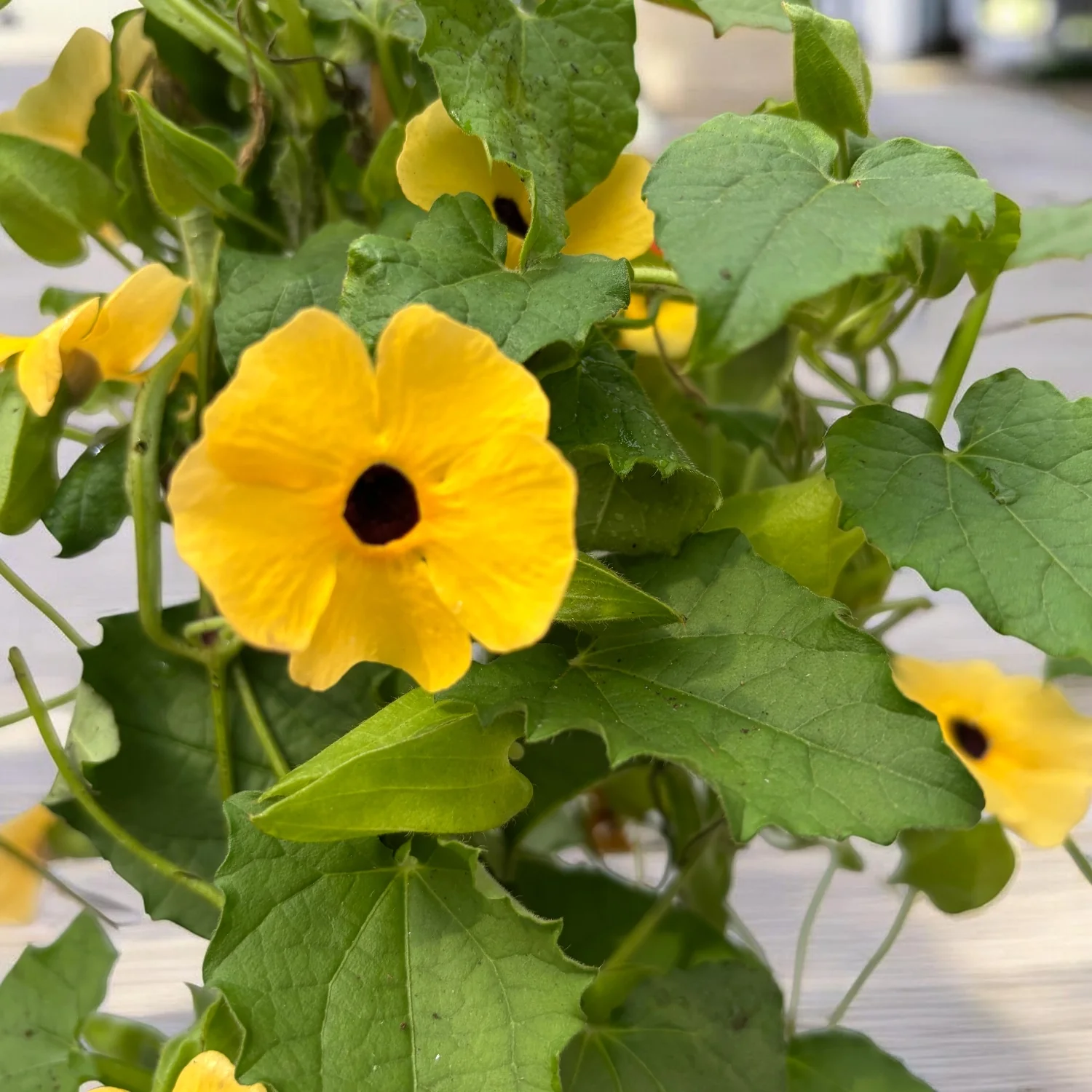 Thunbergia alata 'Yellow Dark Eye’ (Suzana cu ochi negri)