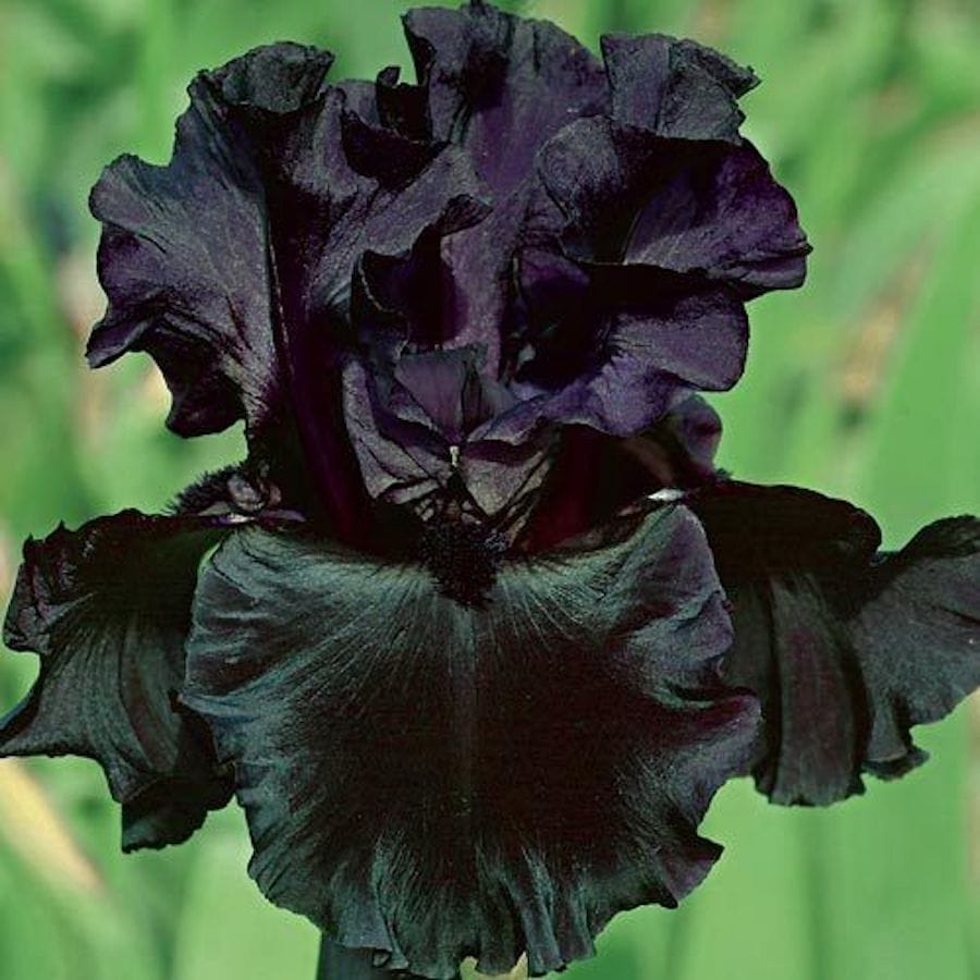 Bulbi de iris germanica Black (stanjenel)